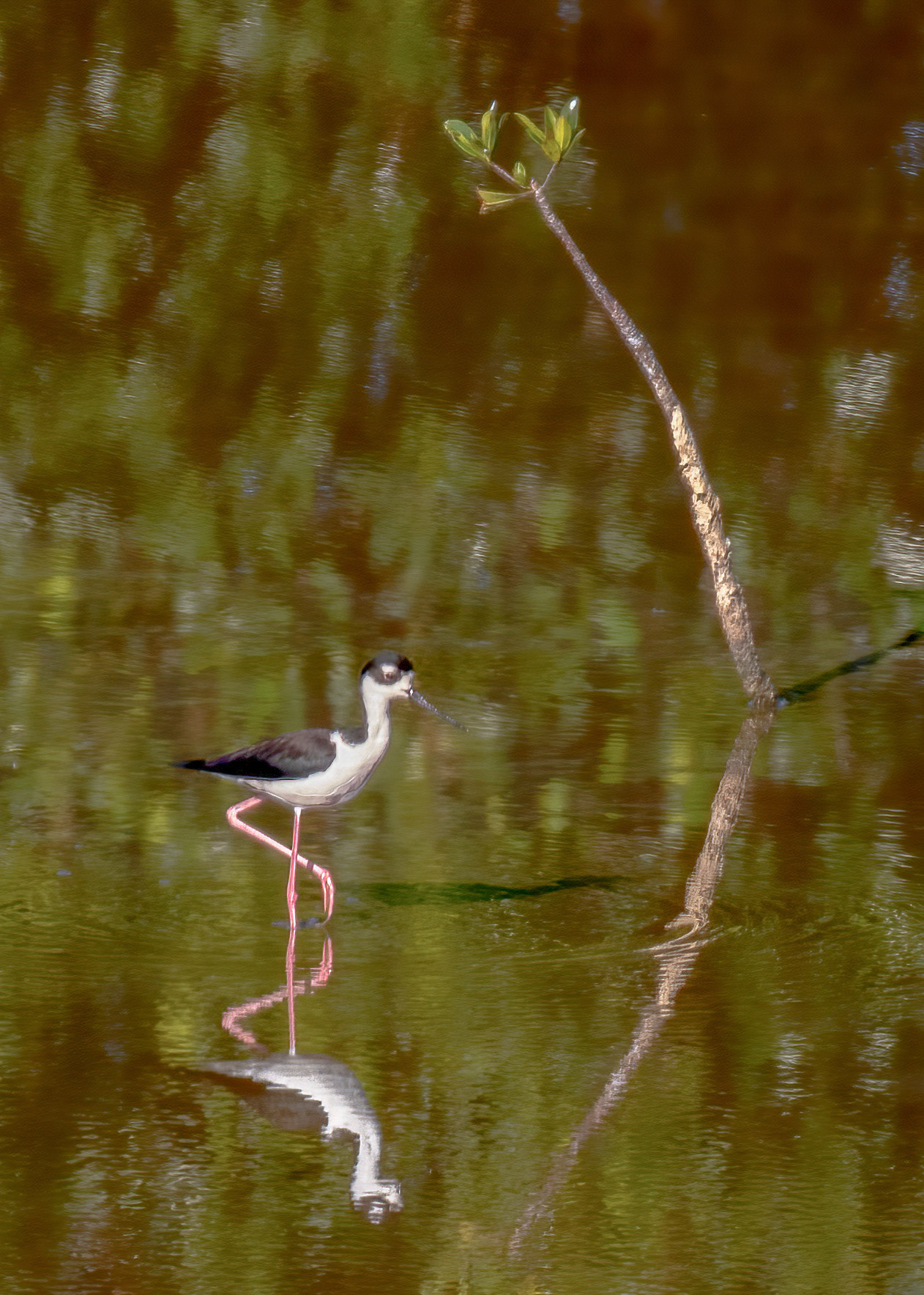 Black-necked Stilt