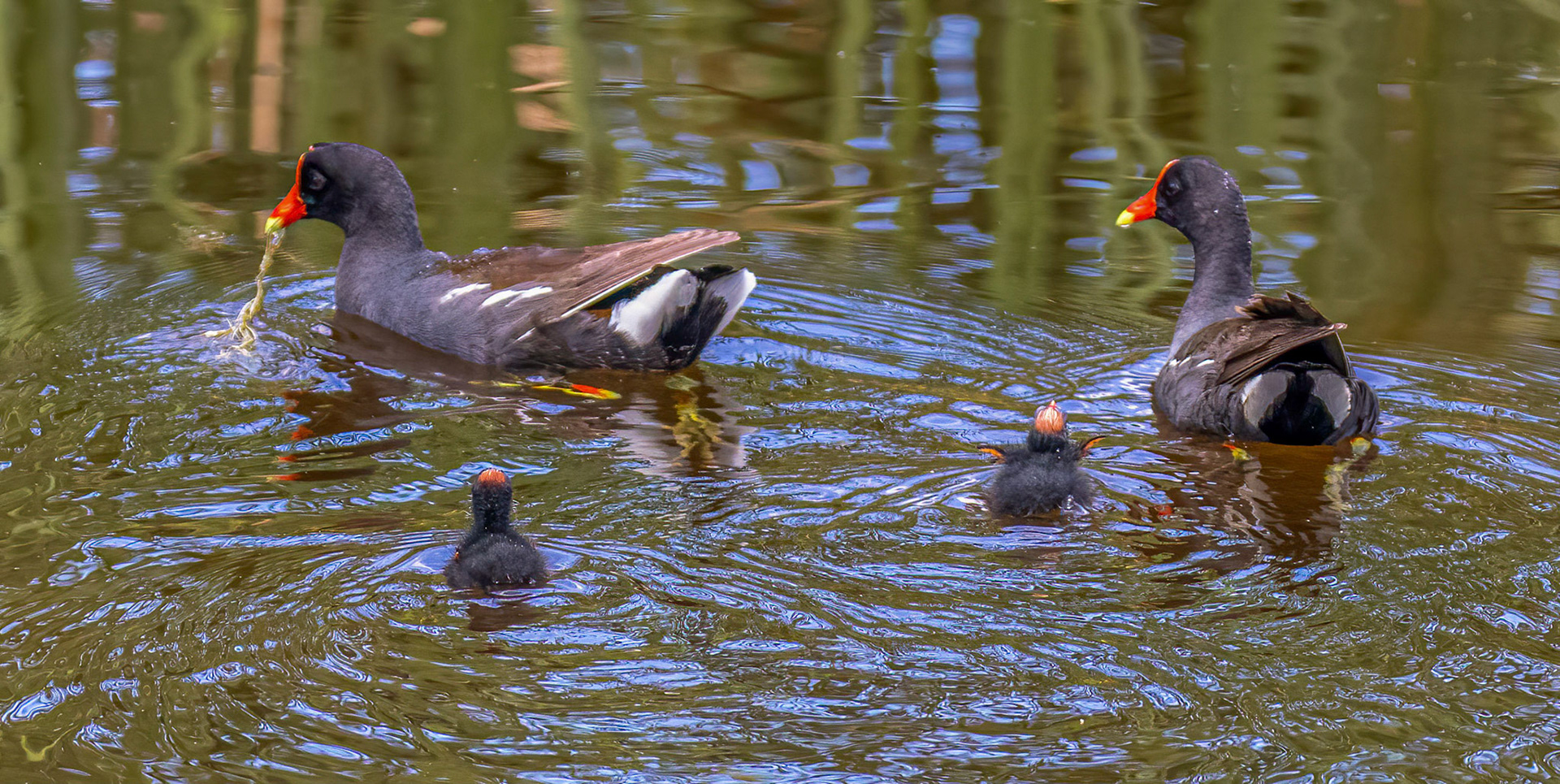 Common Gallinule mating pair with 2 chicks