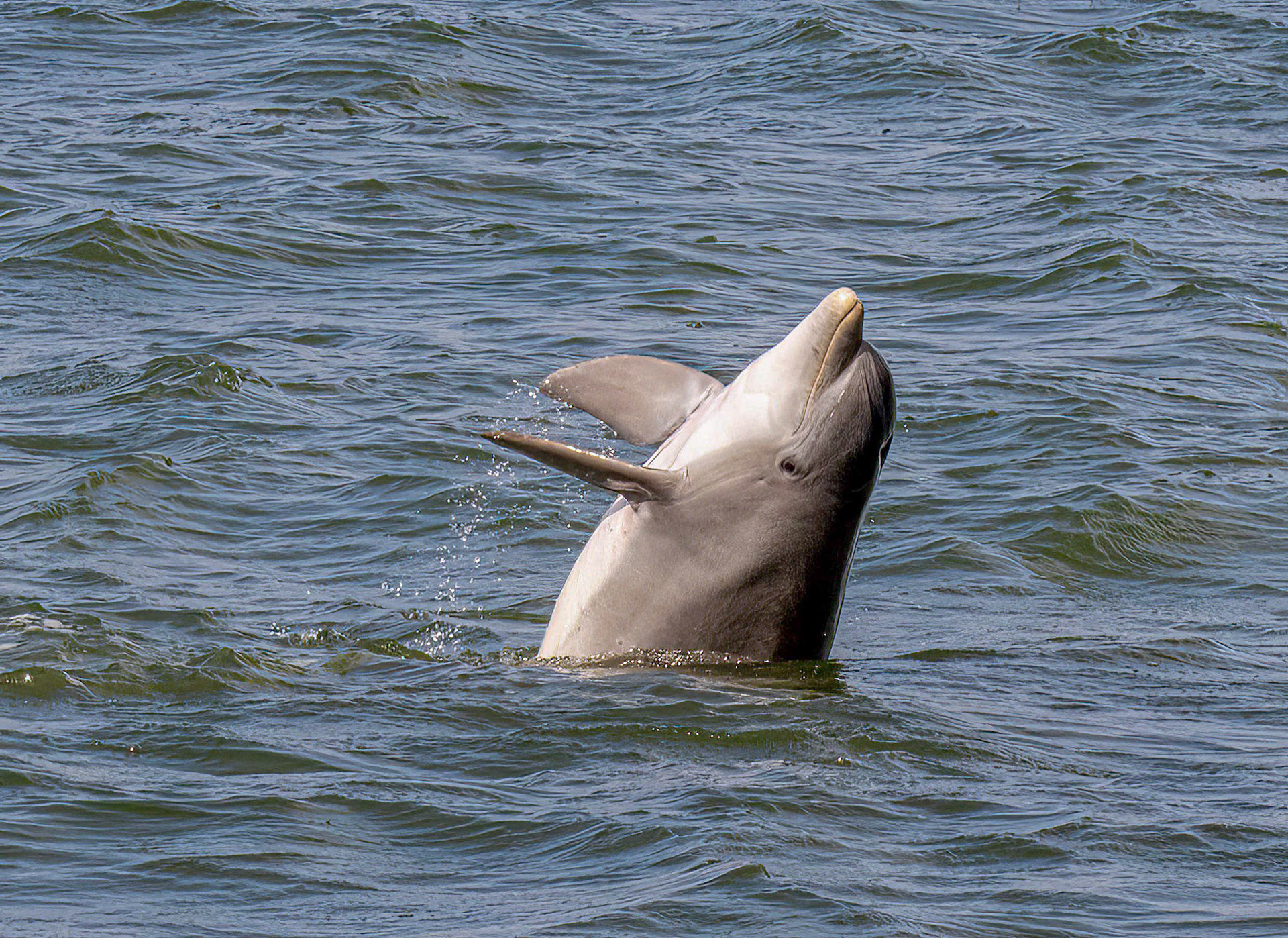 Bottlenose Dolphin in Florida Bay - (see "Florida Bay" gallery)