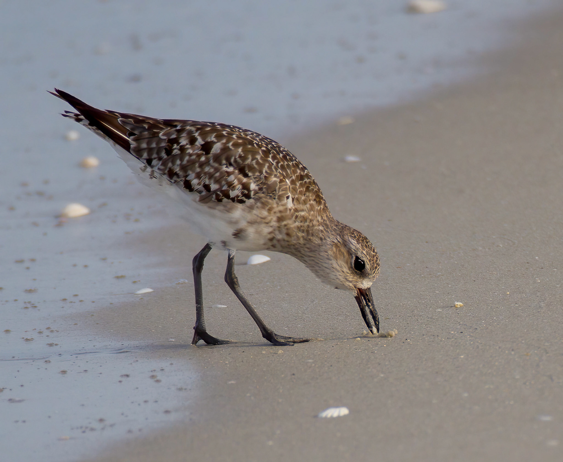 Sanderling - breeding adult