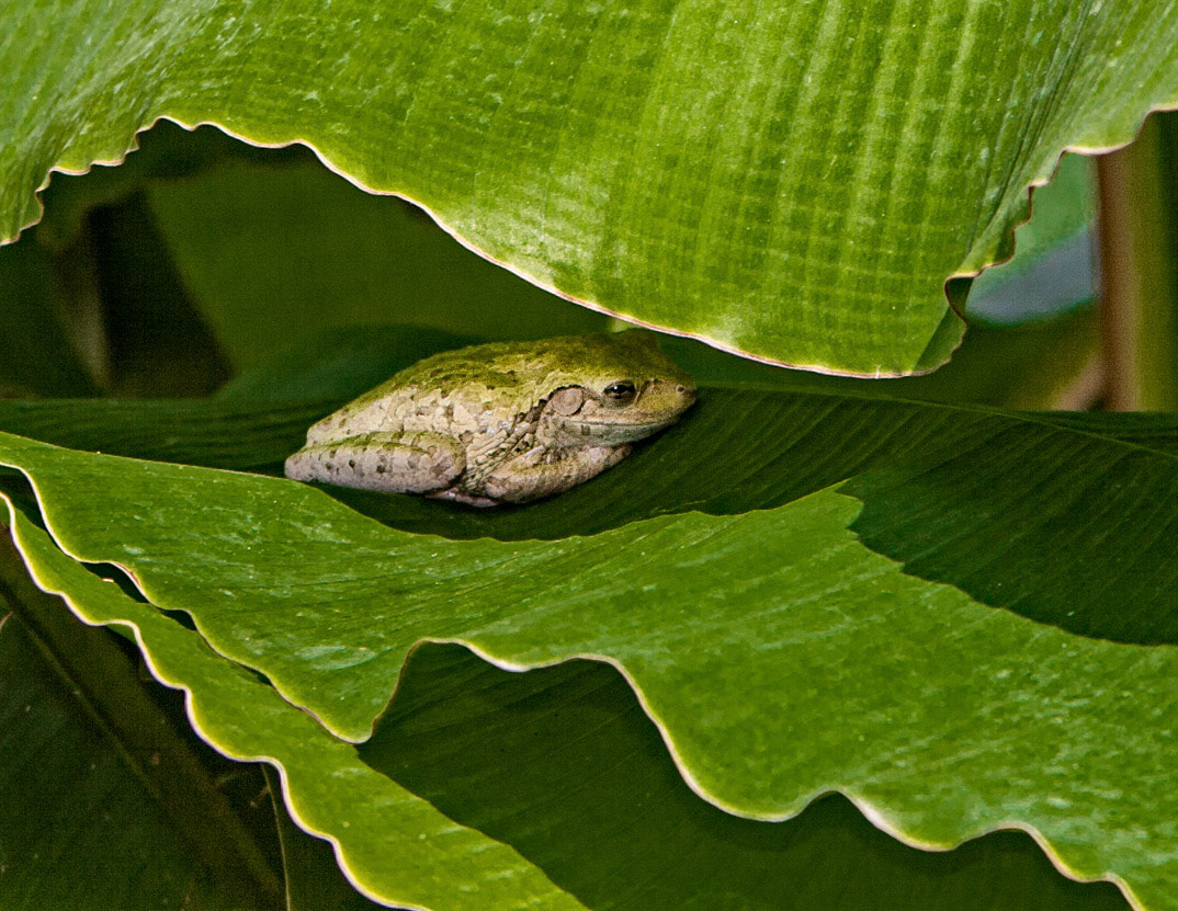 Cuban Treefrog- Invasive