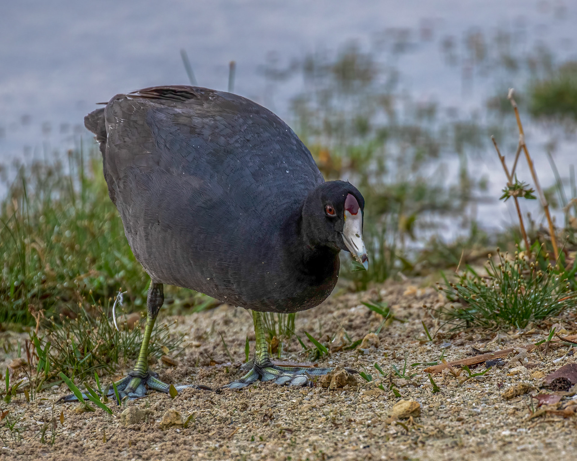 American Coot