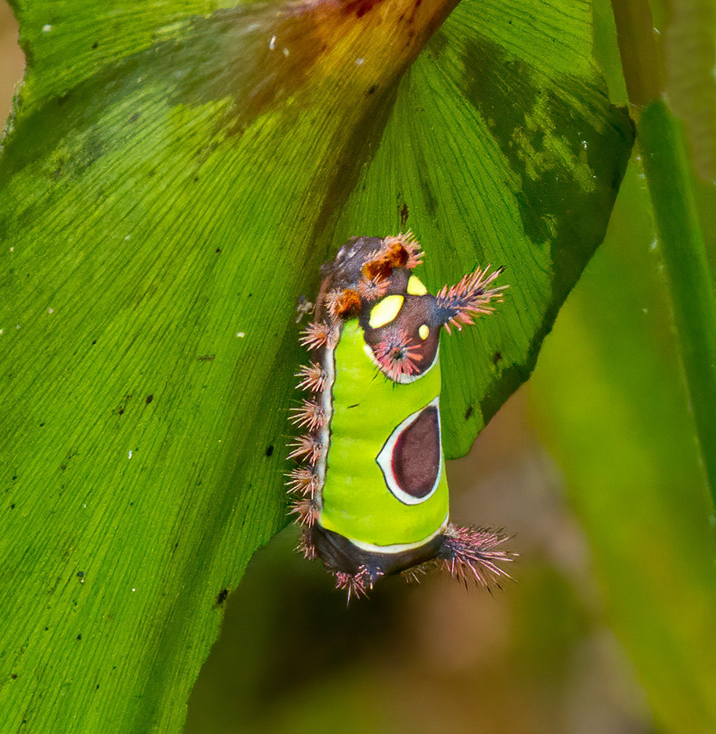 Saddleback Moth Caterpillar