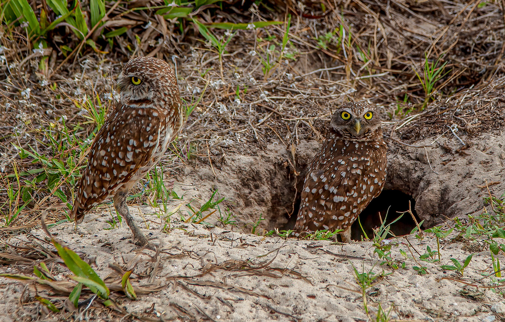 Burrowing Owl Male & Female (on the right) at the entrance
