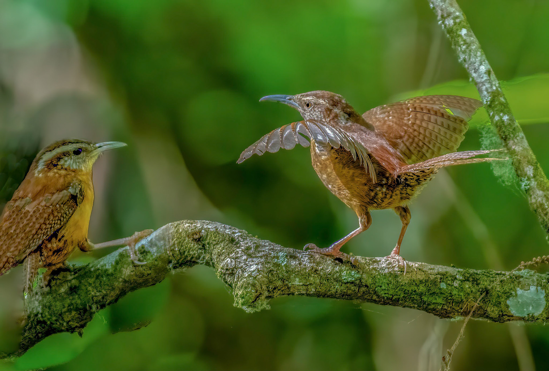 Carolina Wren & Immature