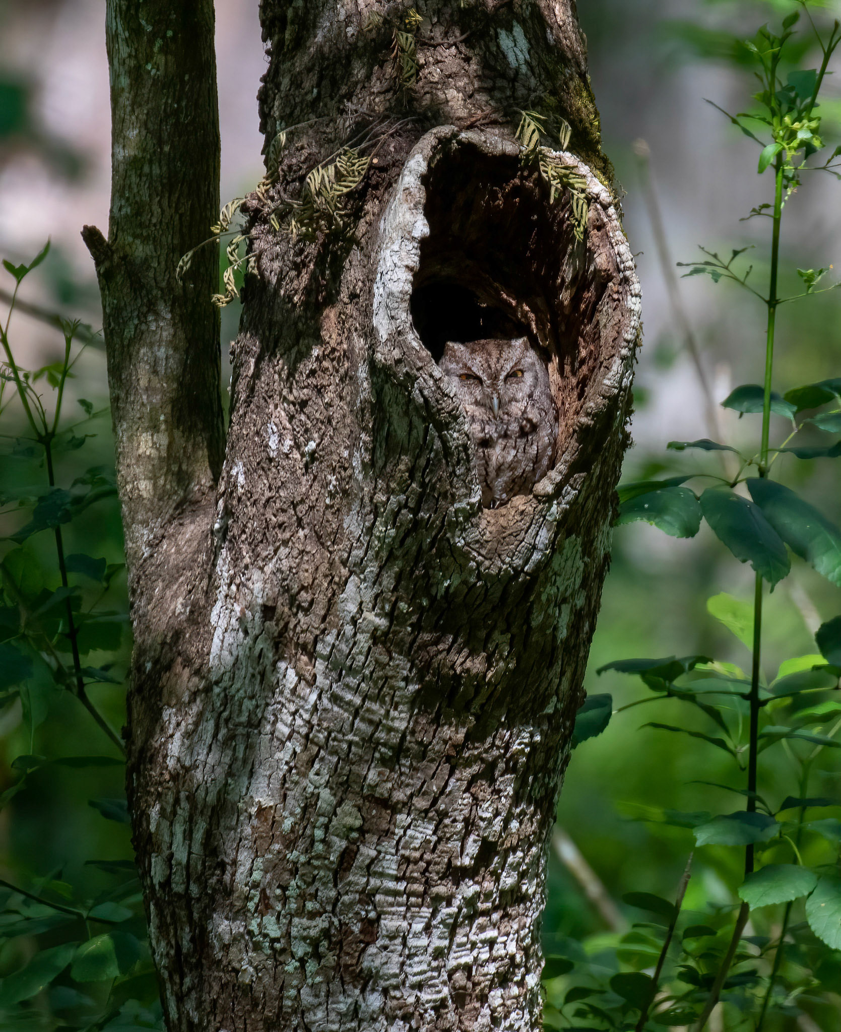 Eastern Screech Owl
