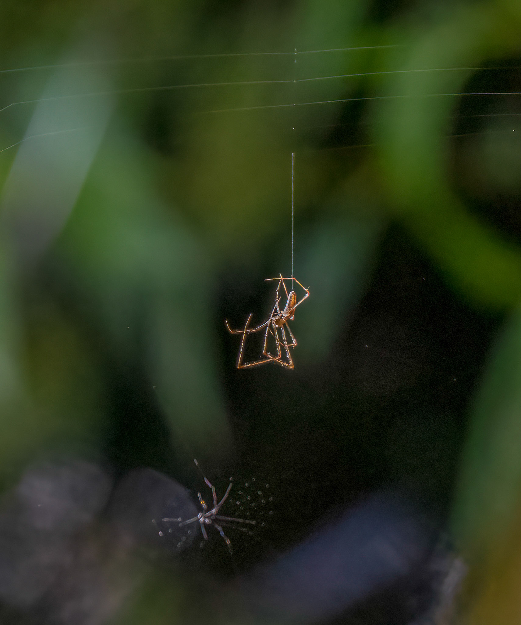 Golden Silk Orbweaver
