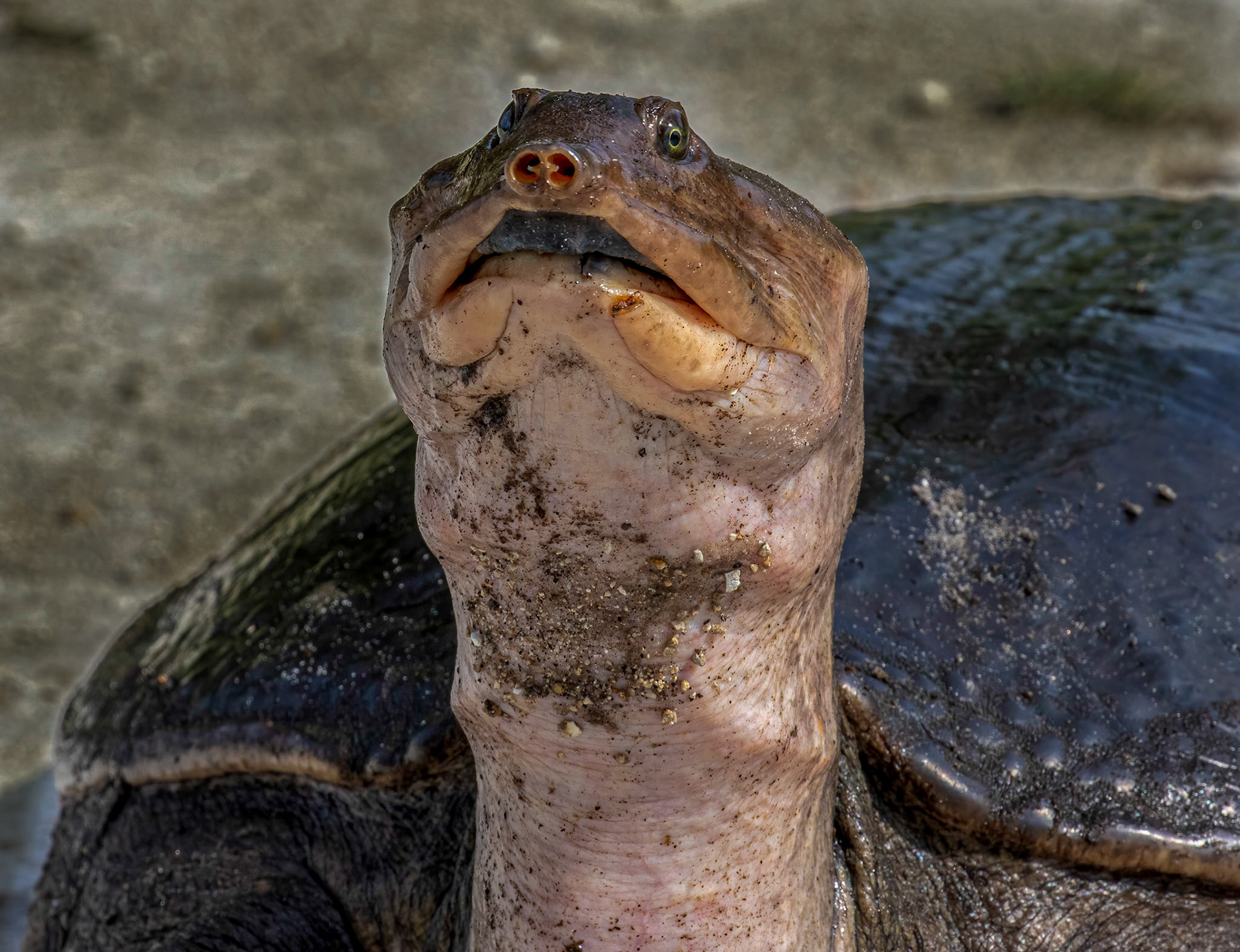 feed mainly on fish, insects, crustaceans, frogs, small turtles, & snakes