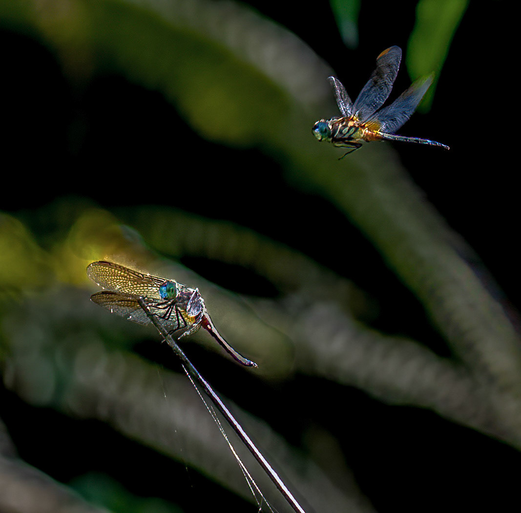 Blue Dasher Dragonflies
