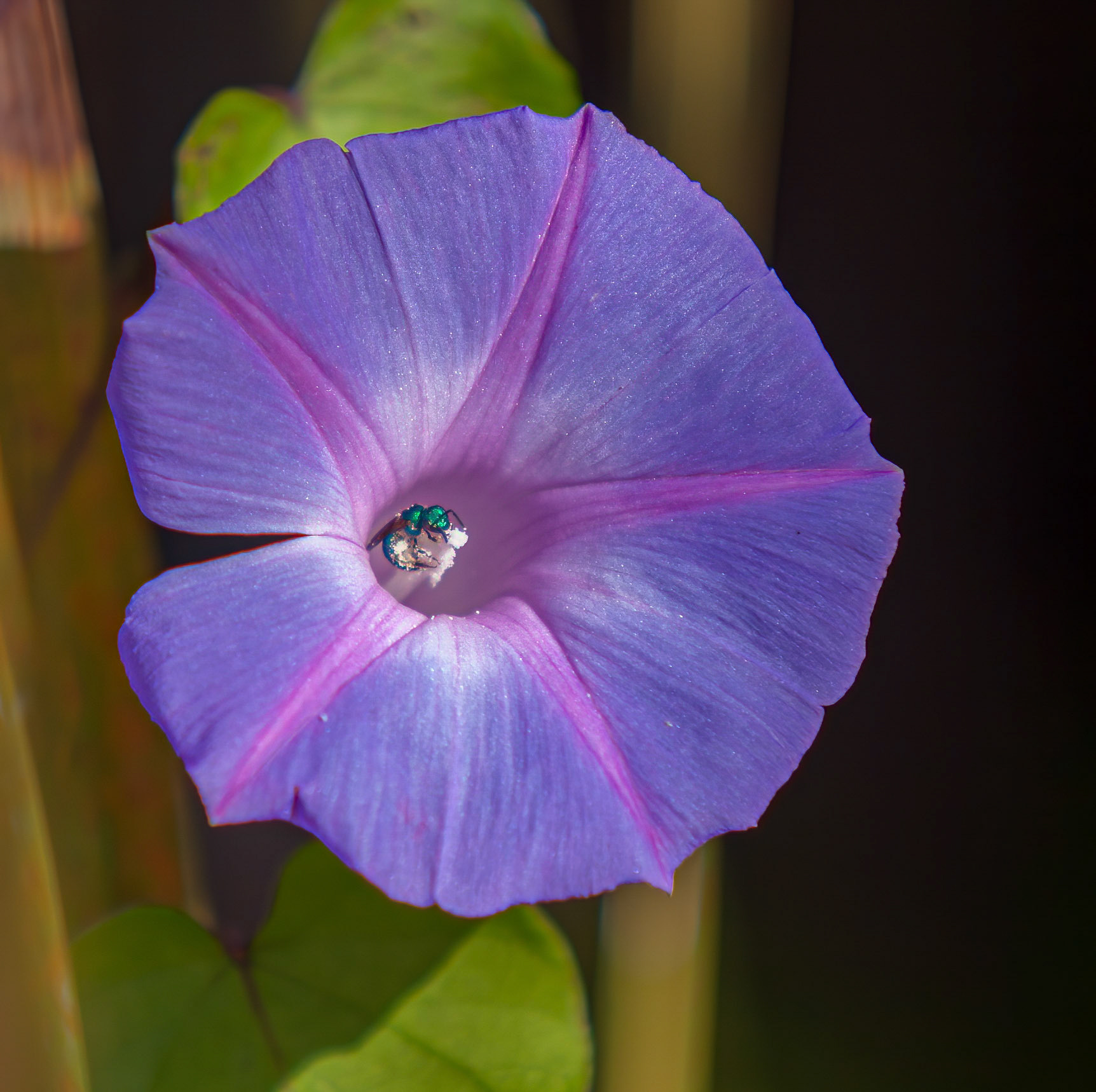 Blue  Morning Glory & Green Orchard Bee