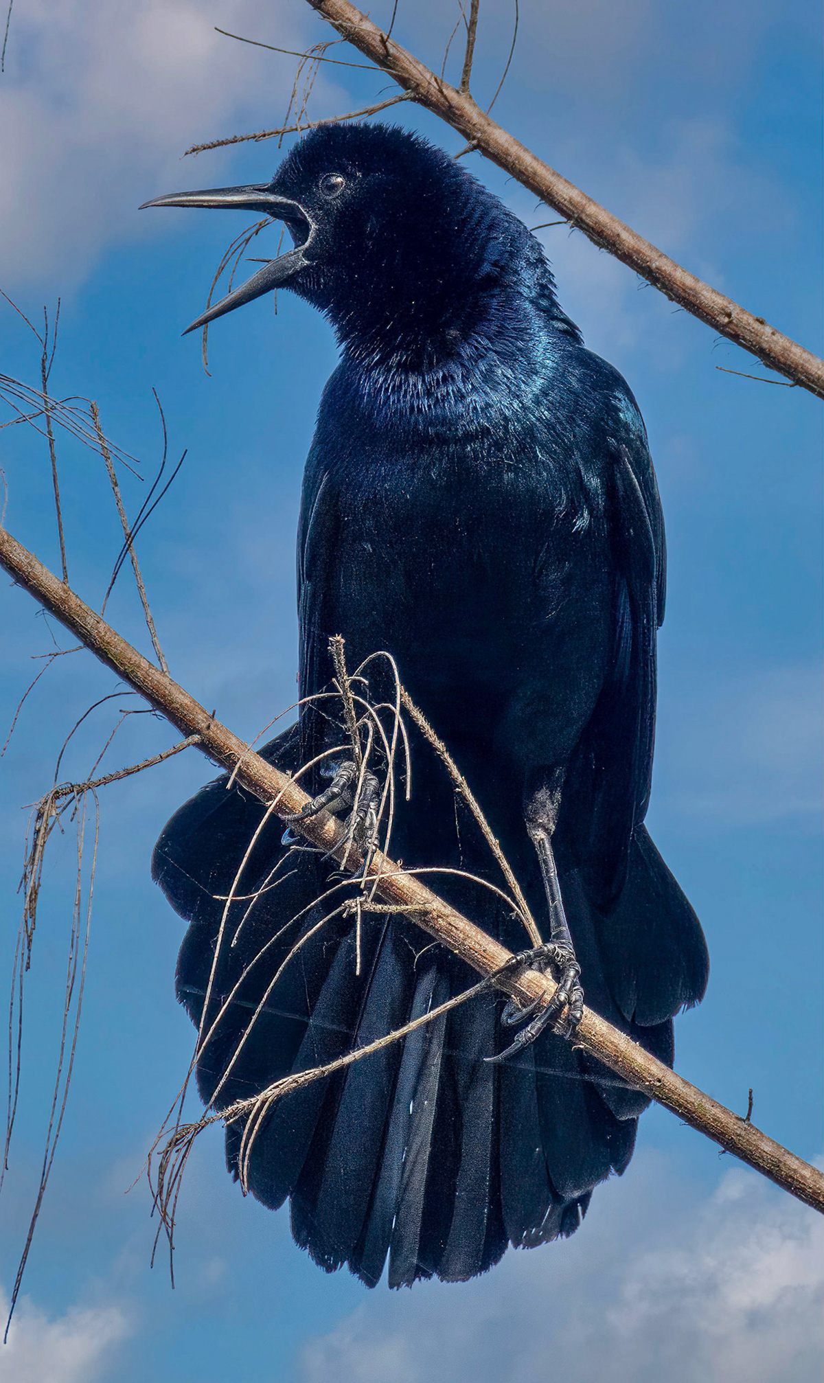 Boat-tailed Grackle - darker eyes than the Great-tailed yellow eyes