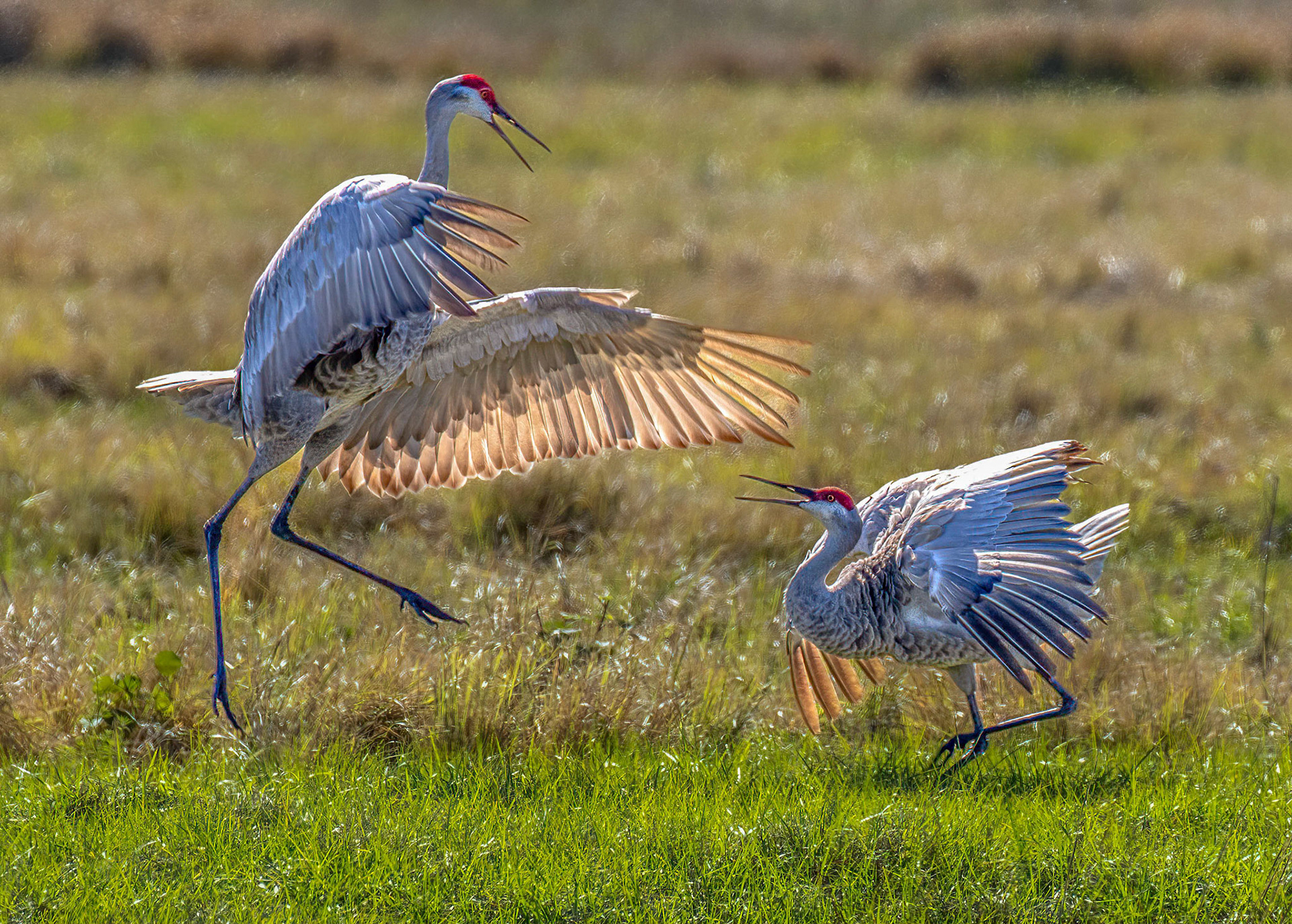 Courting cranes stretch their wings, pump their heads, bow, and leap into the air in a graceful and energetic dance.