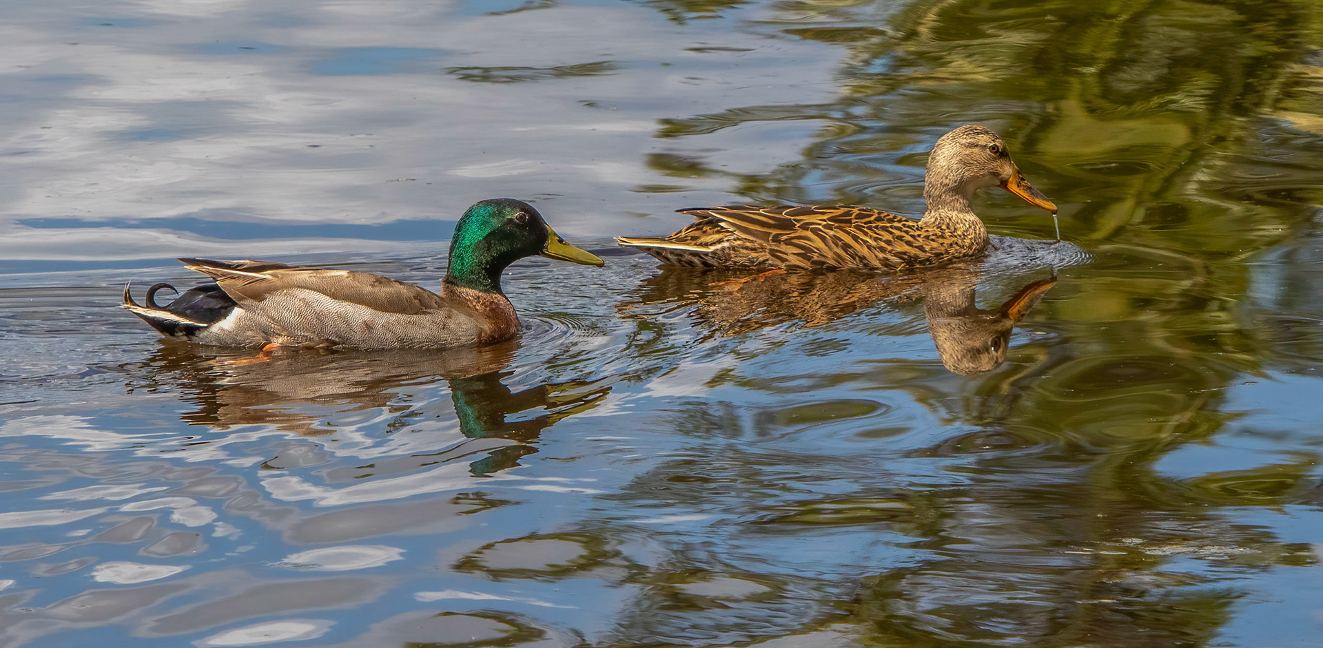 Mallard mating pair