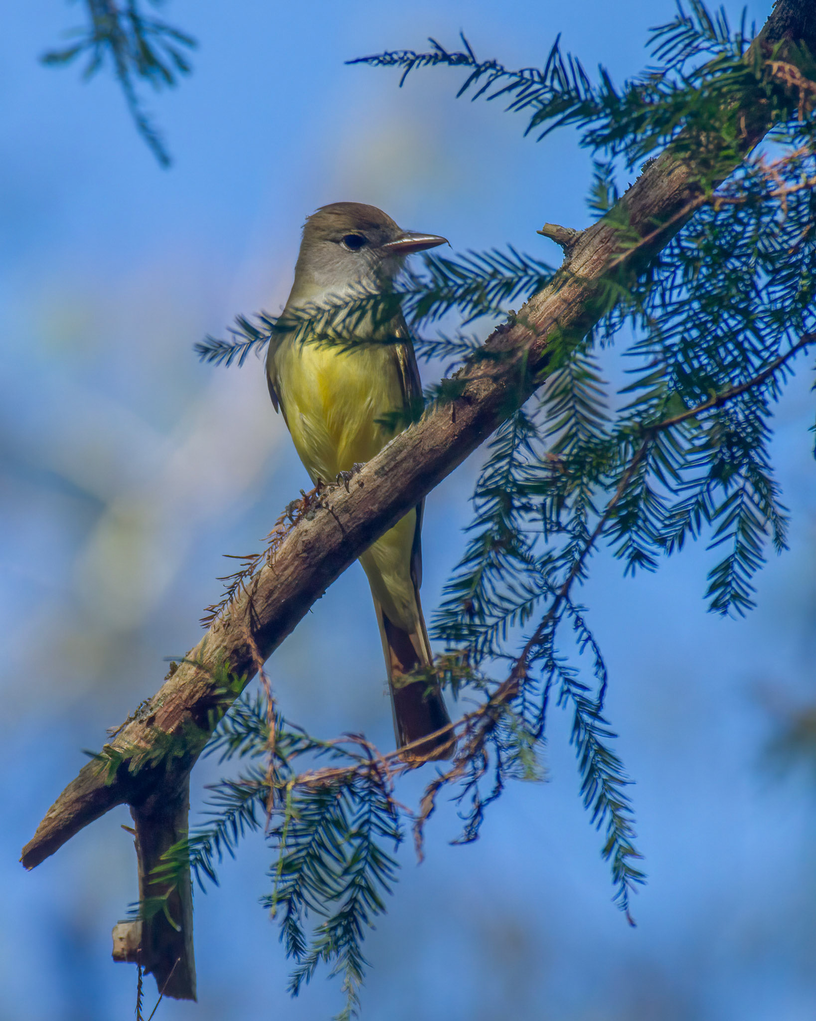 Great Crested Flycatcher
