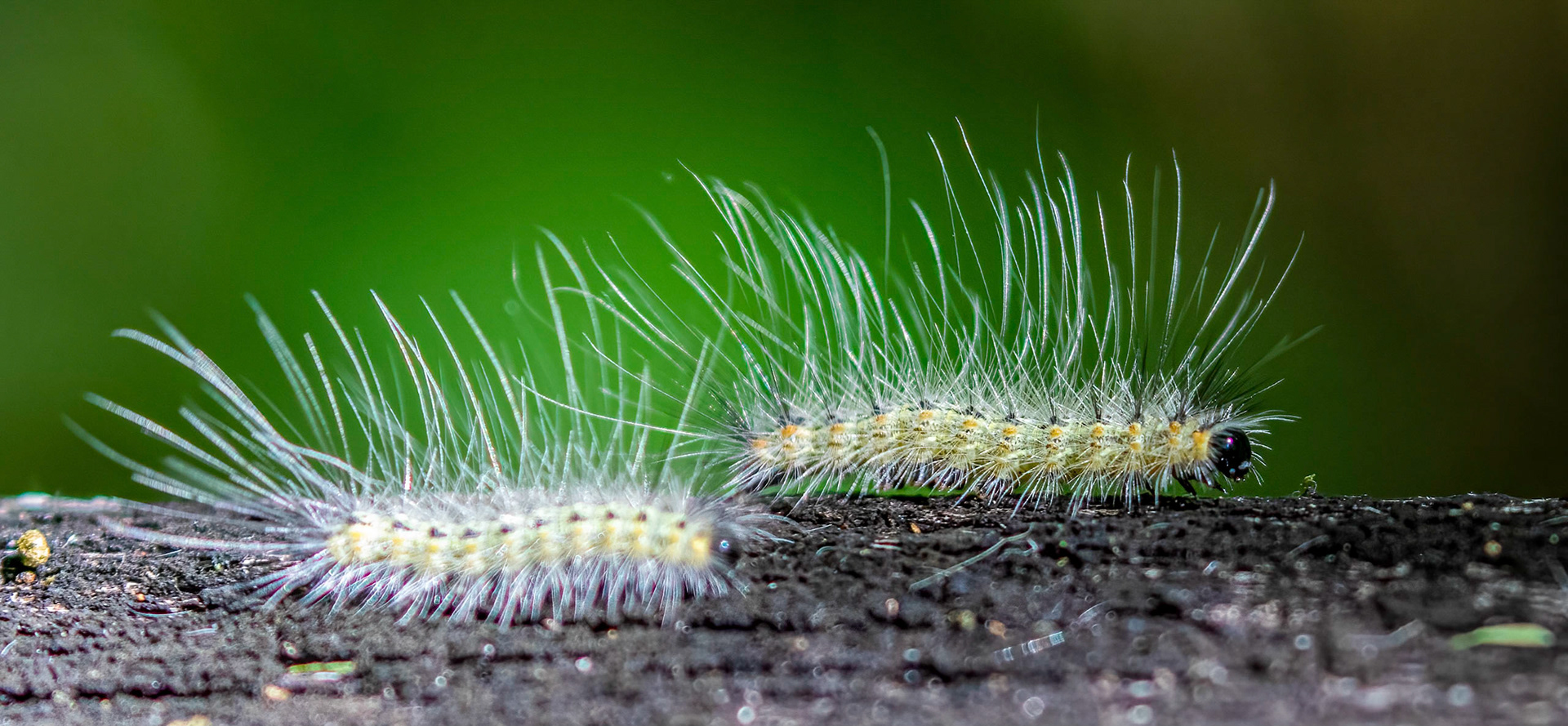 Tiger Moth Caterpillar