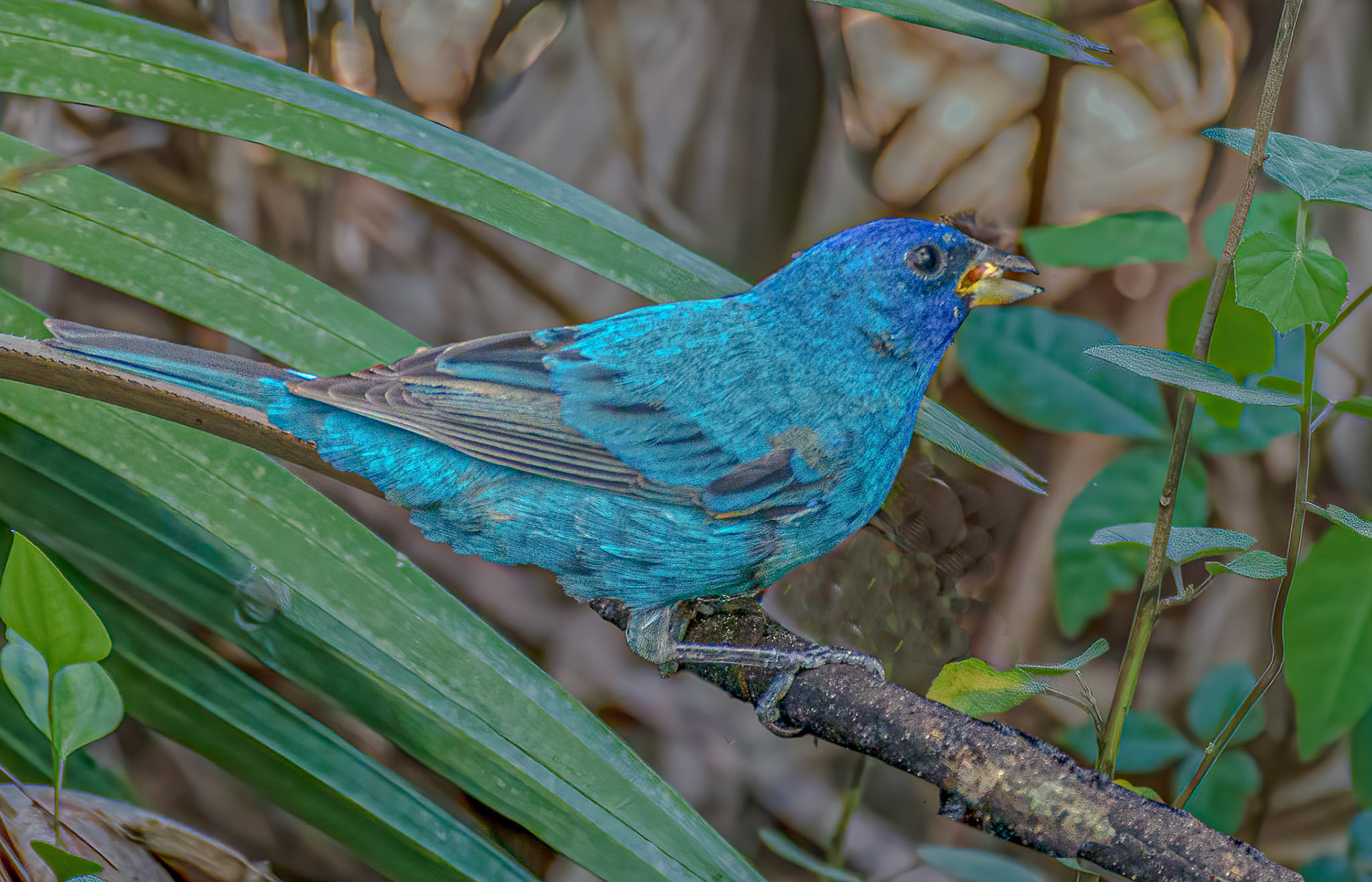 Indigo Bunting