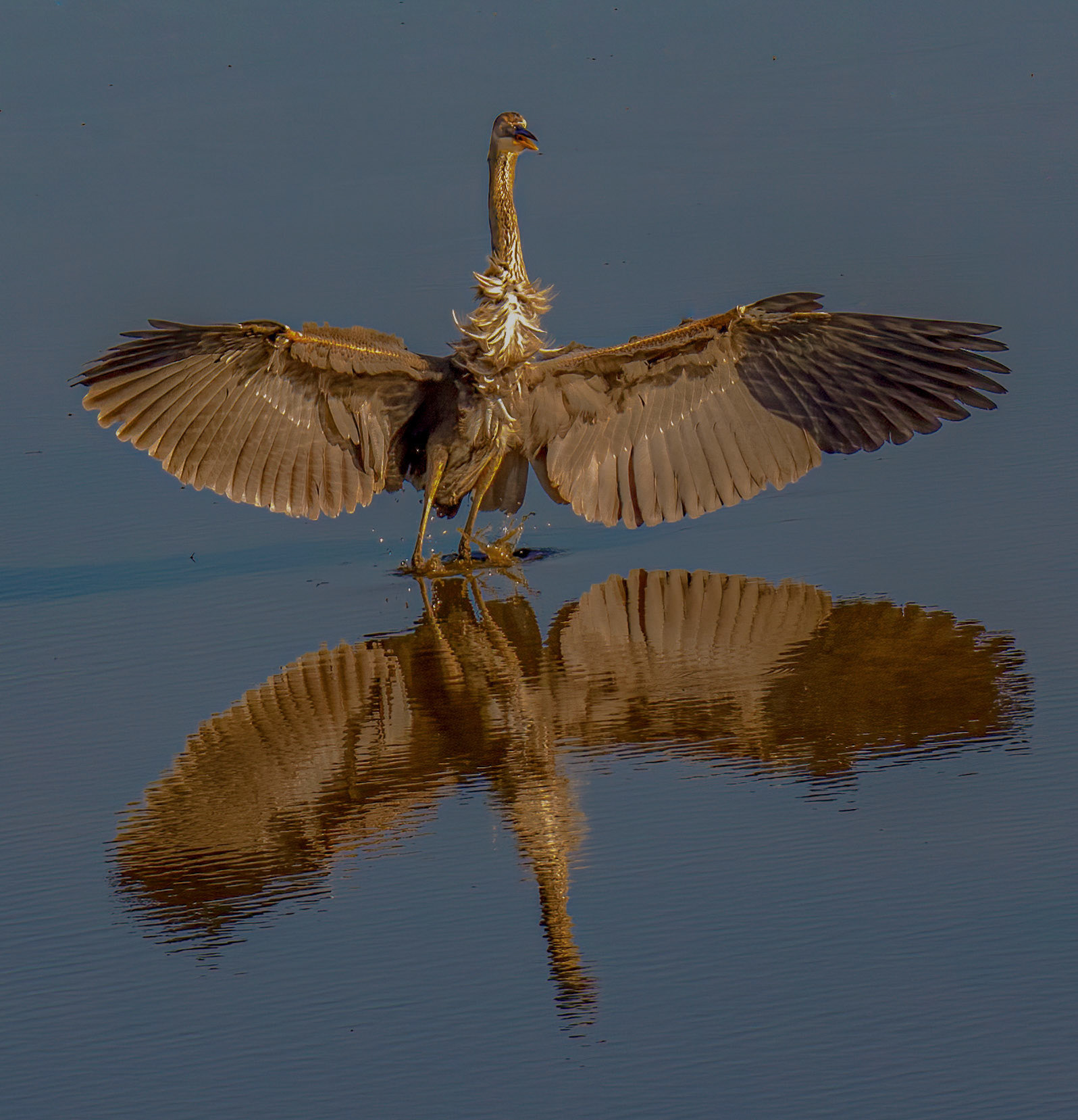Great Blue Heron making a grand entrance