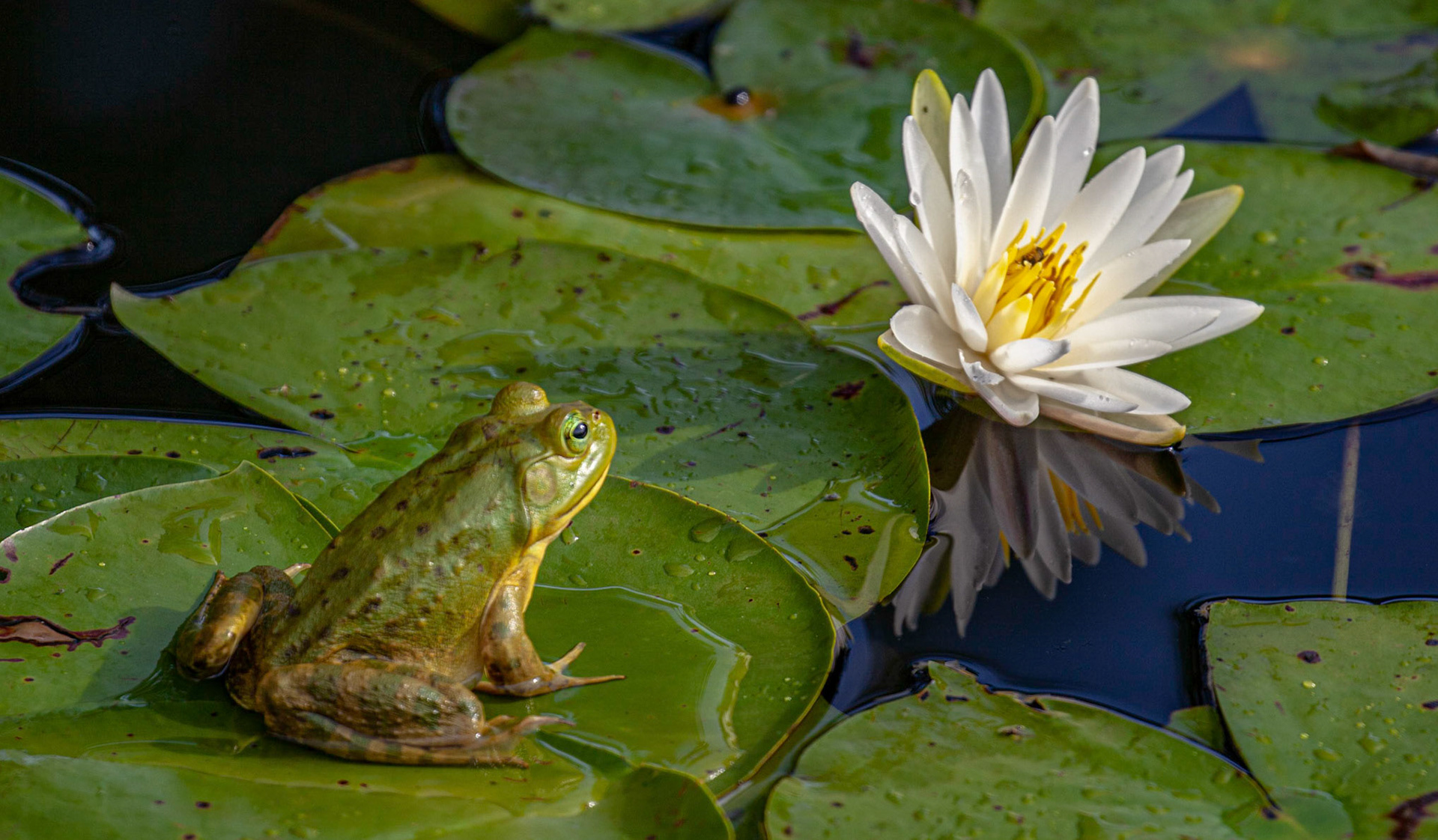 Bull Frog & White Water Lilly