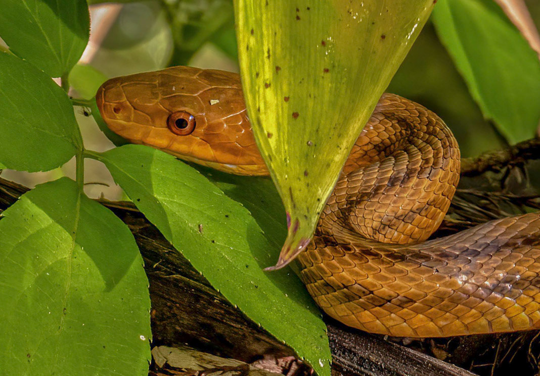 Non-venemous nor aggressive but will bite to defend themselves