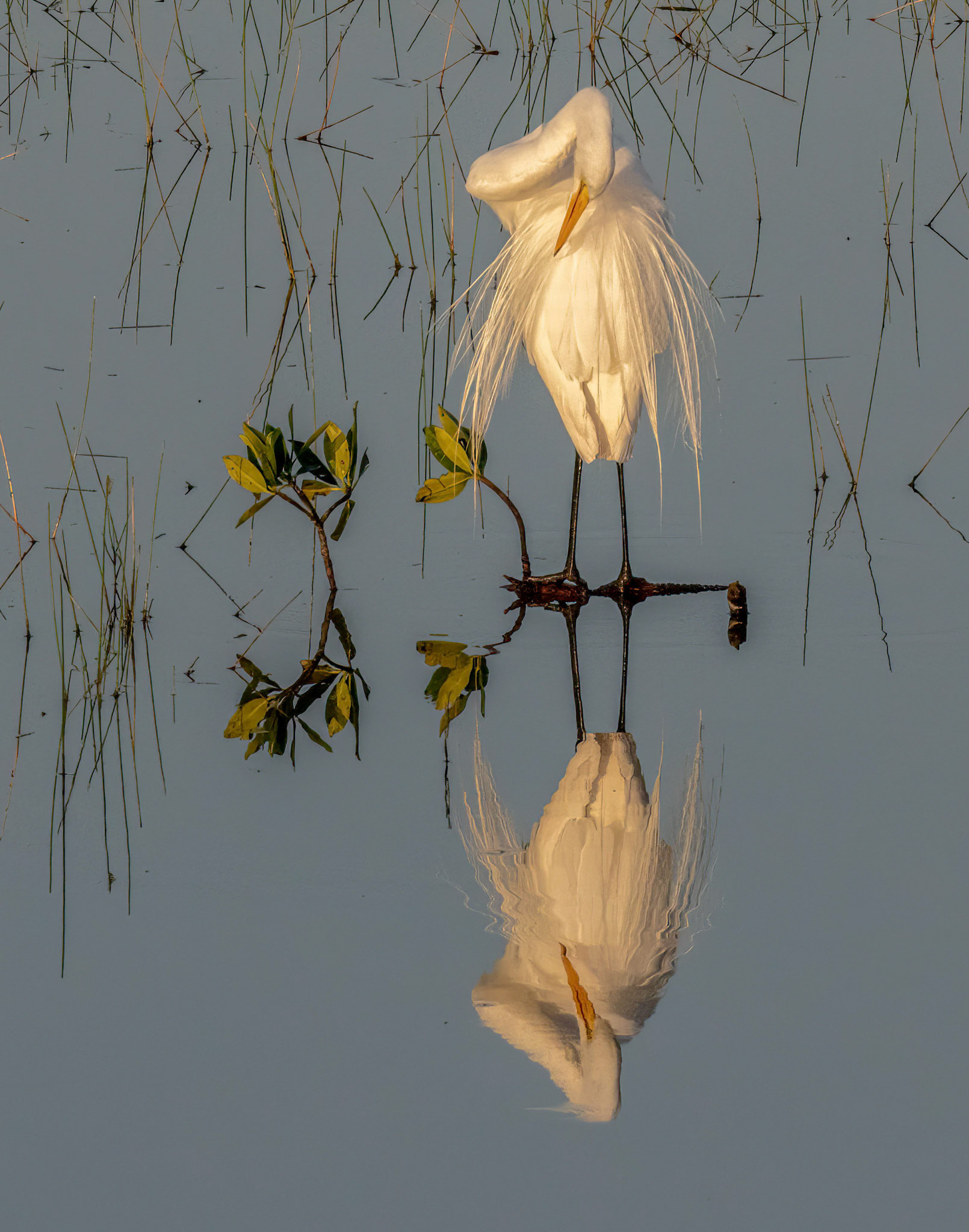 Great Egret  in Breeding Plumage
