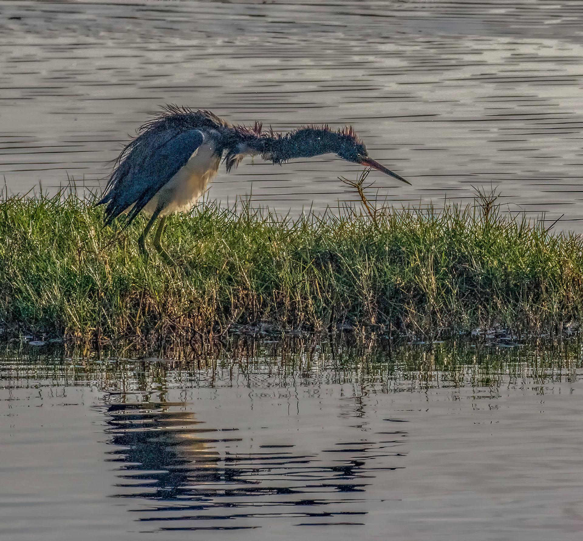 Great Blue Heron shaking off wet feathers 