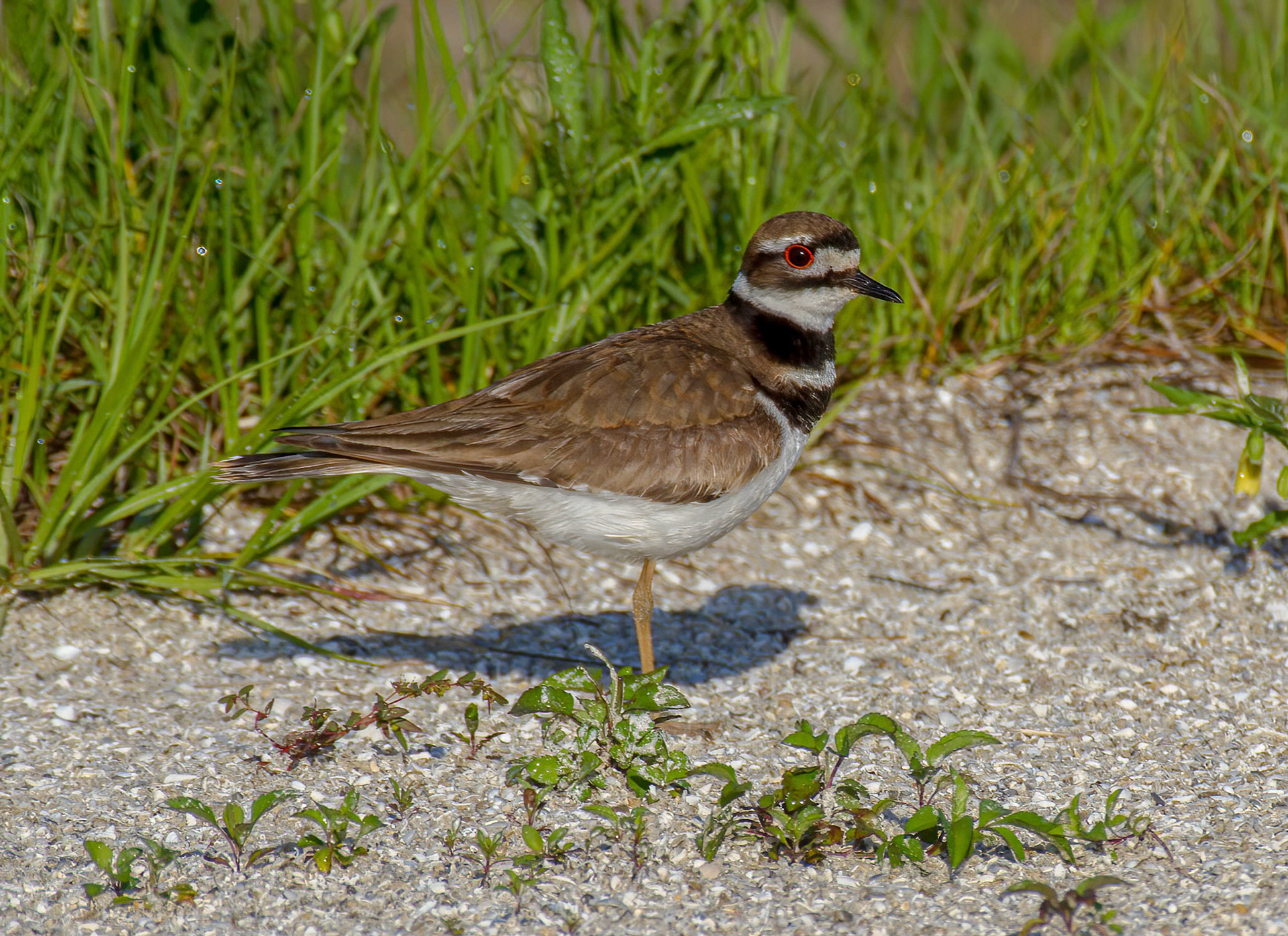 Killdeer