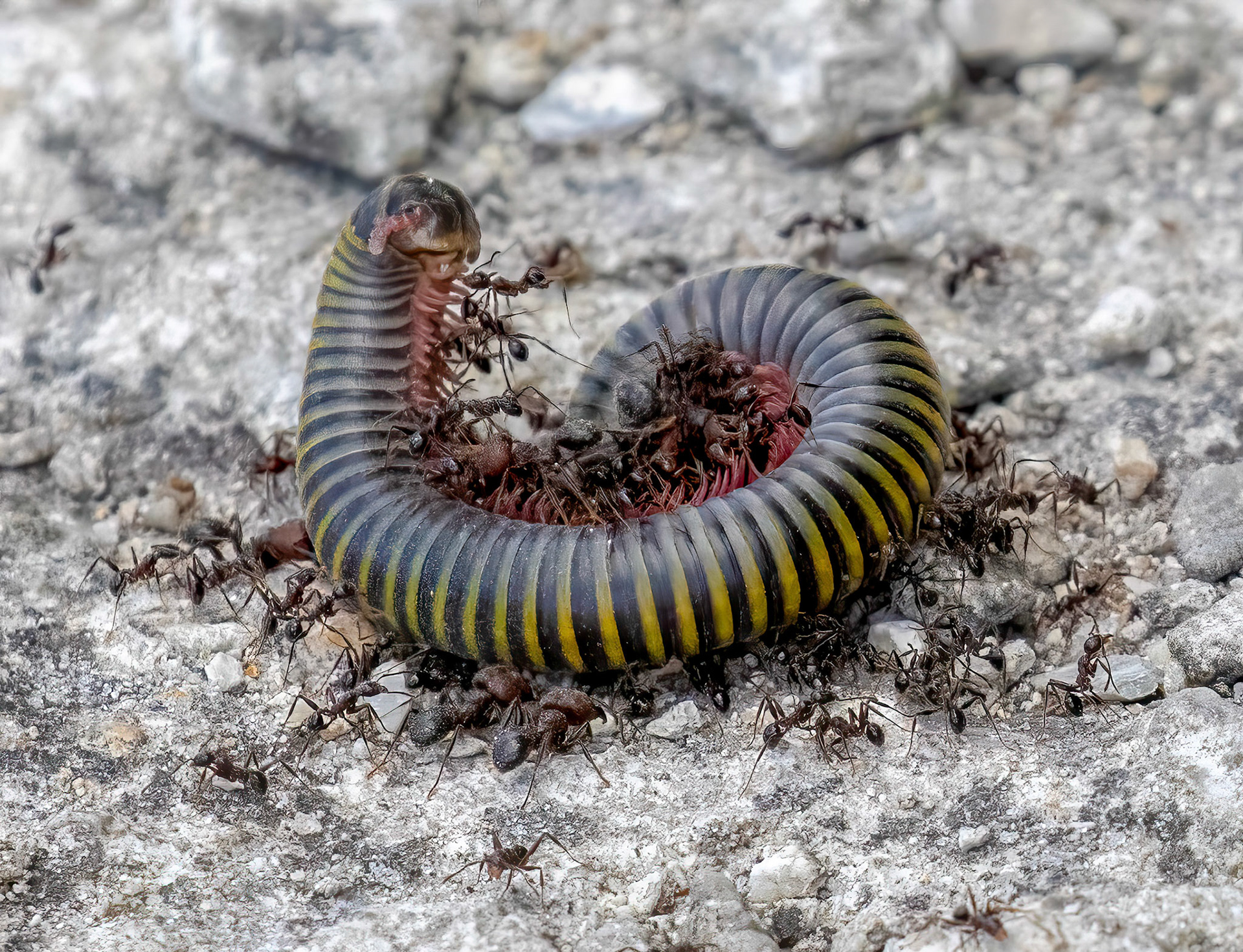 Yellow-banded Millipede & Big Headed Ants