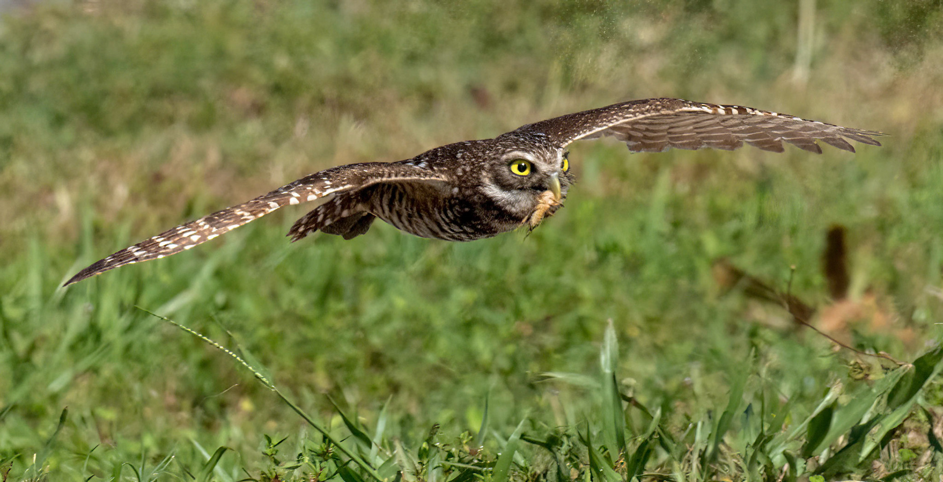 Bringing home a cricket