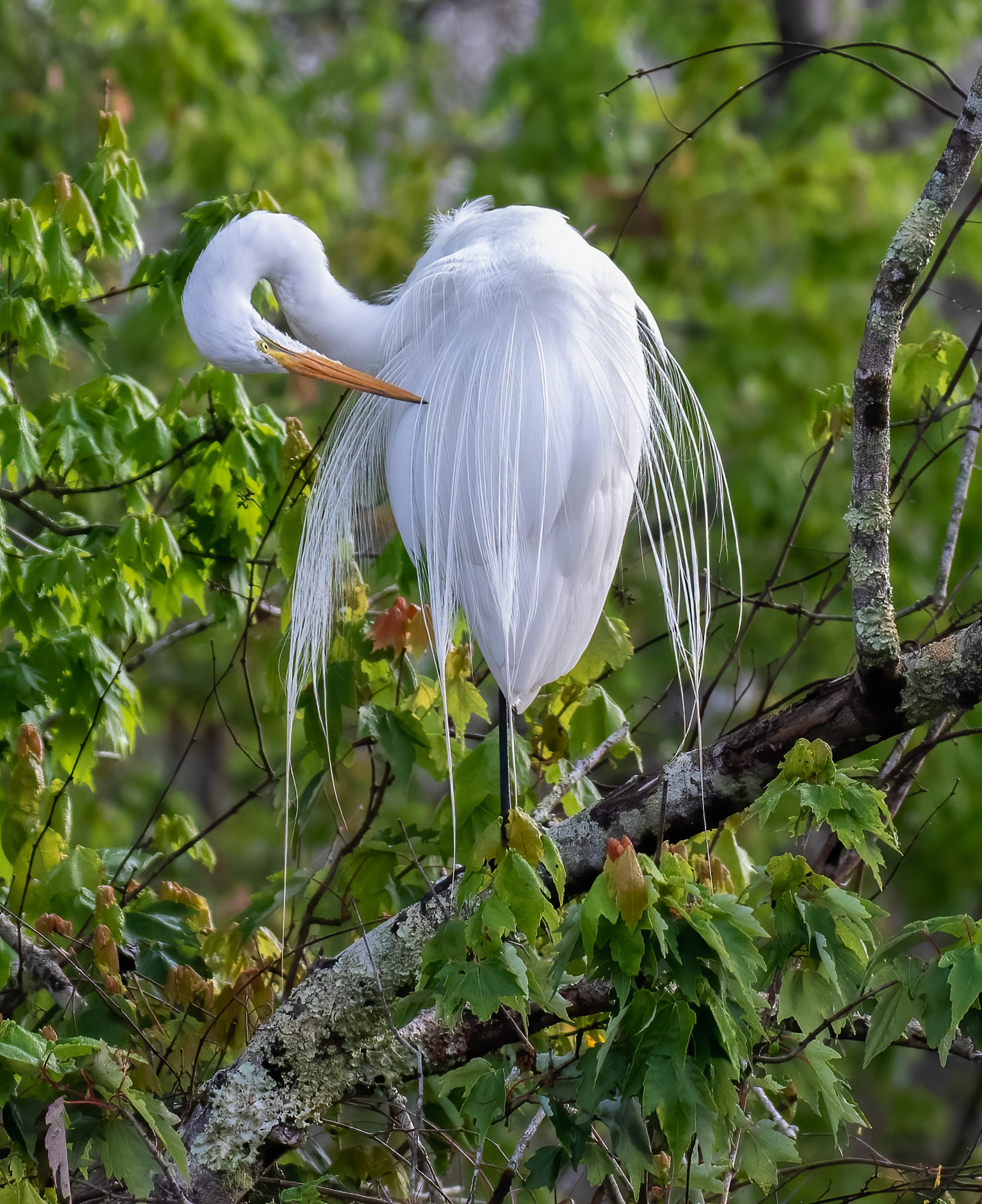 Preening during Breeding Season