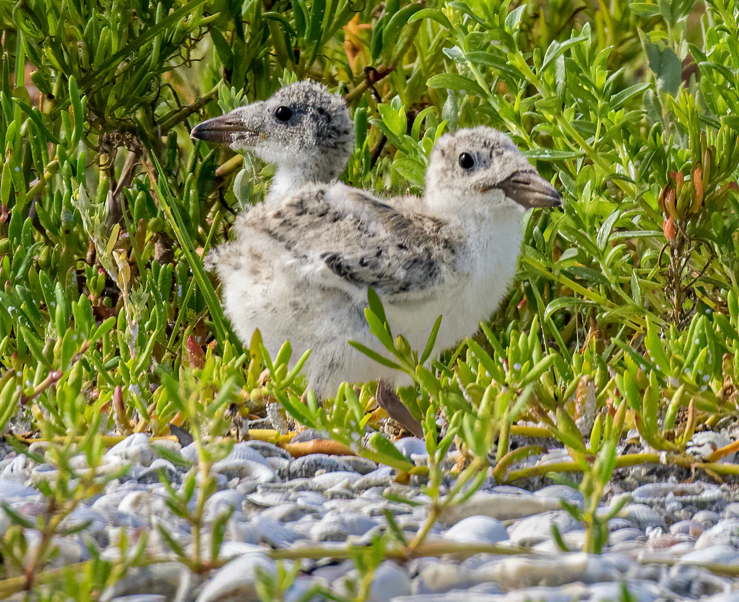 Chicks are hatched with bills that are the same size
