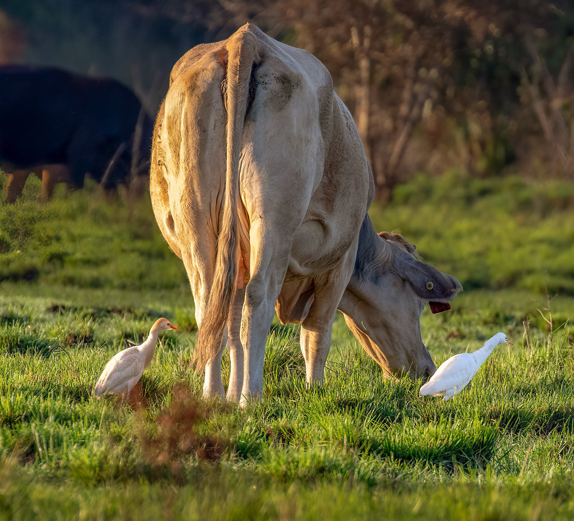 Cattle Egrets