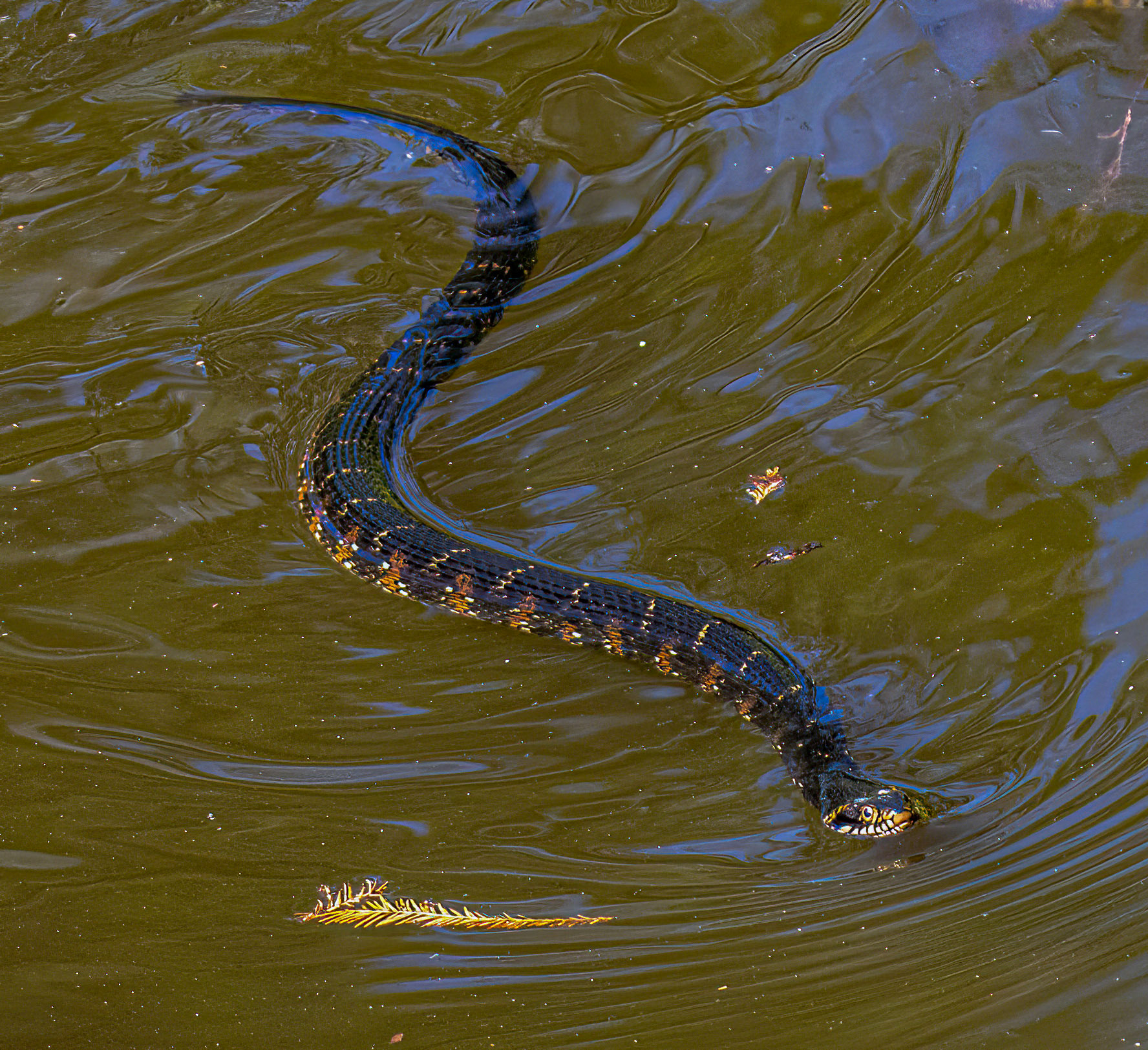 Florida Banded Water Snake - non-venomous 