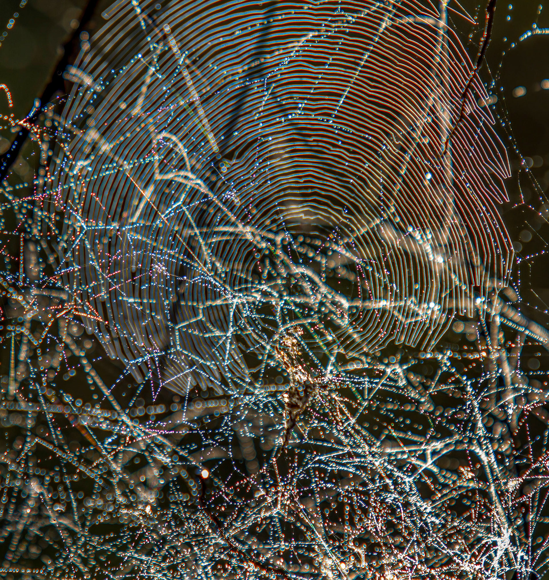 Spider web dew reflecting morning sunlight