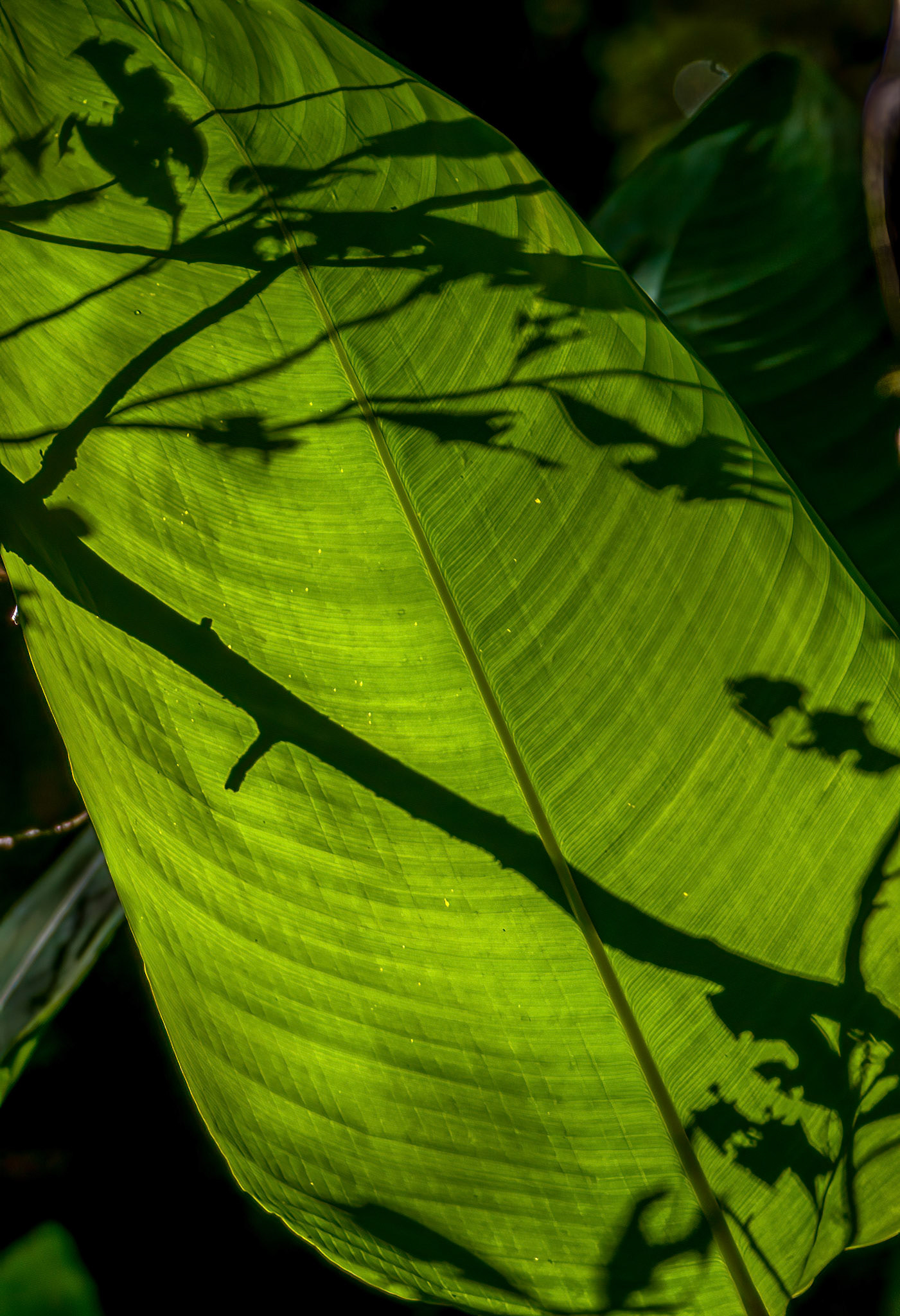 Shadow Projection
