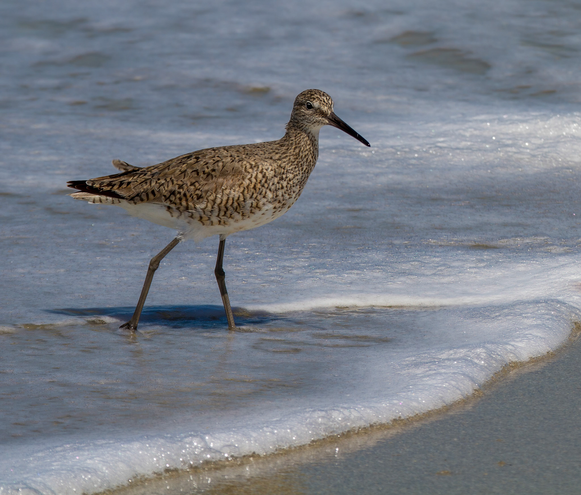 Willet