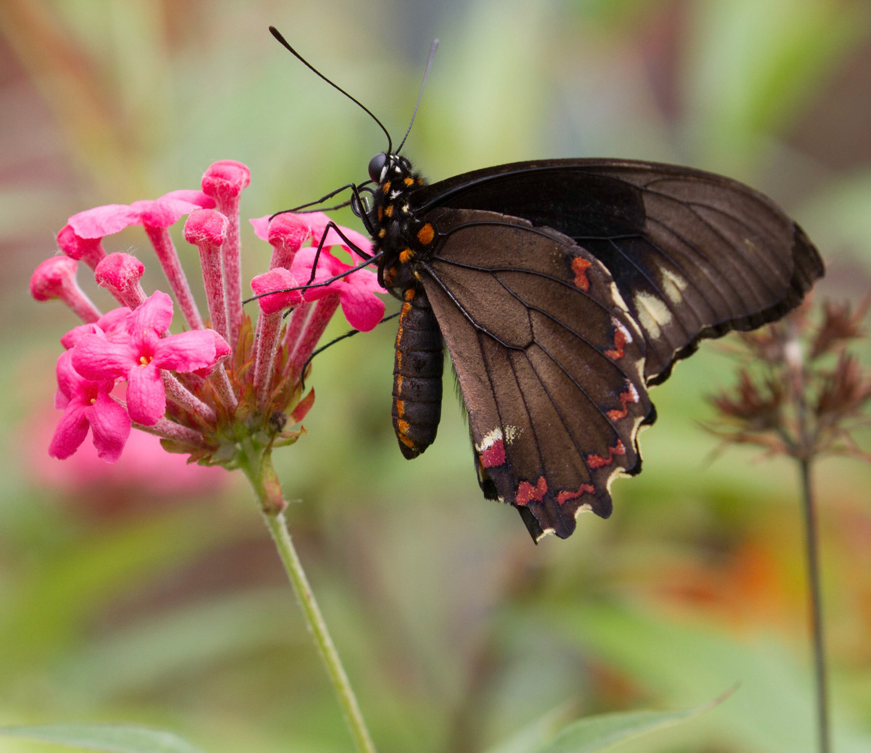 Pipevine Swallowtail