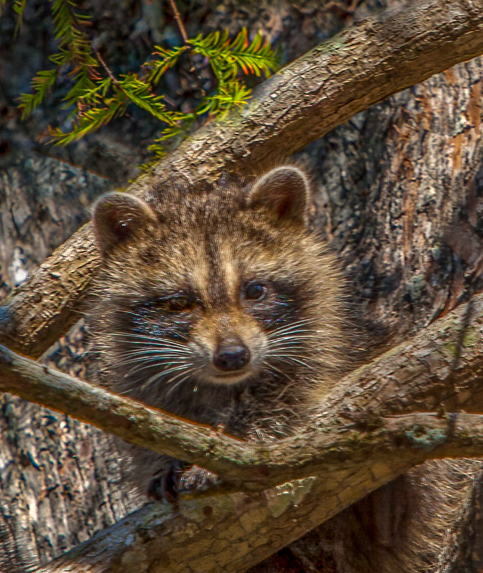Raccoon - juvenile