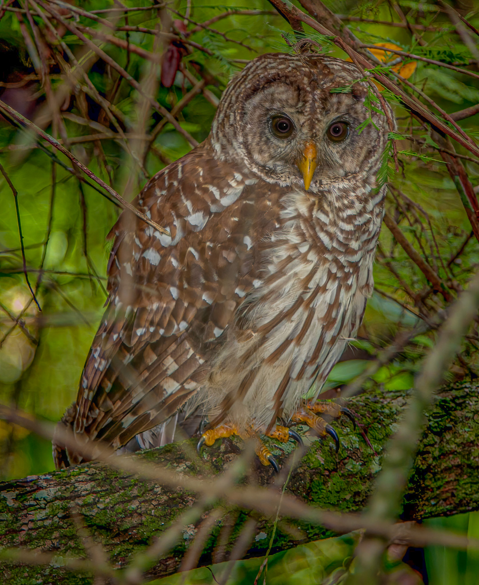 Fledged Owlets