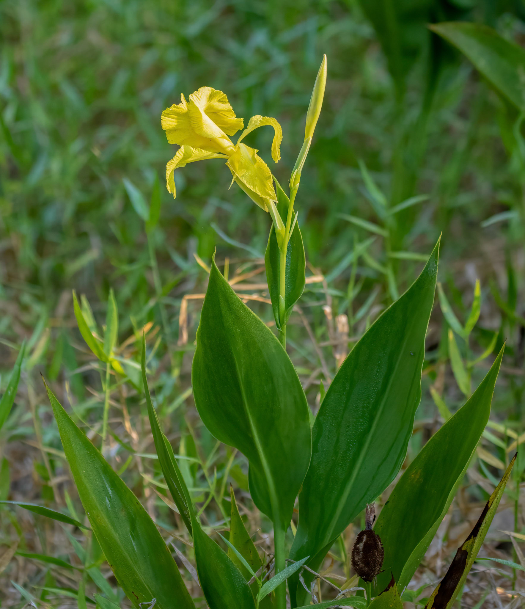 Yellow Flag Iris -  Invasive plant 