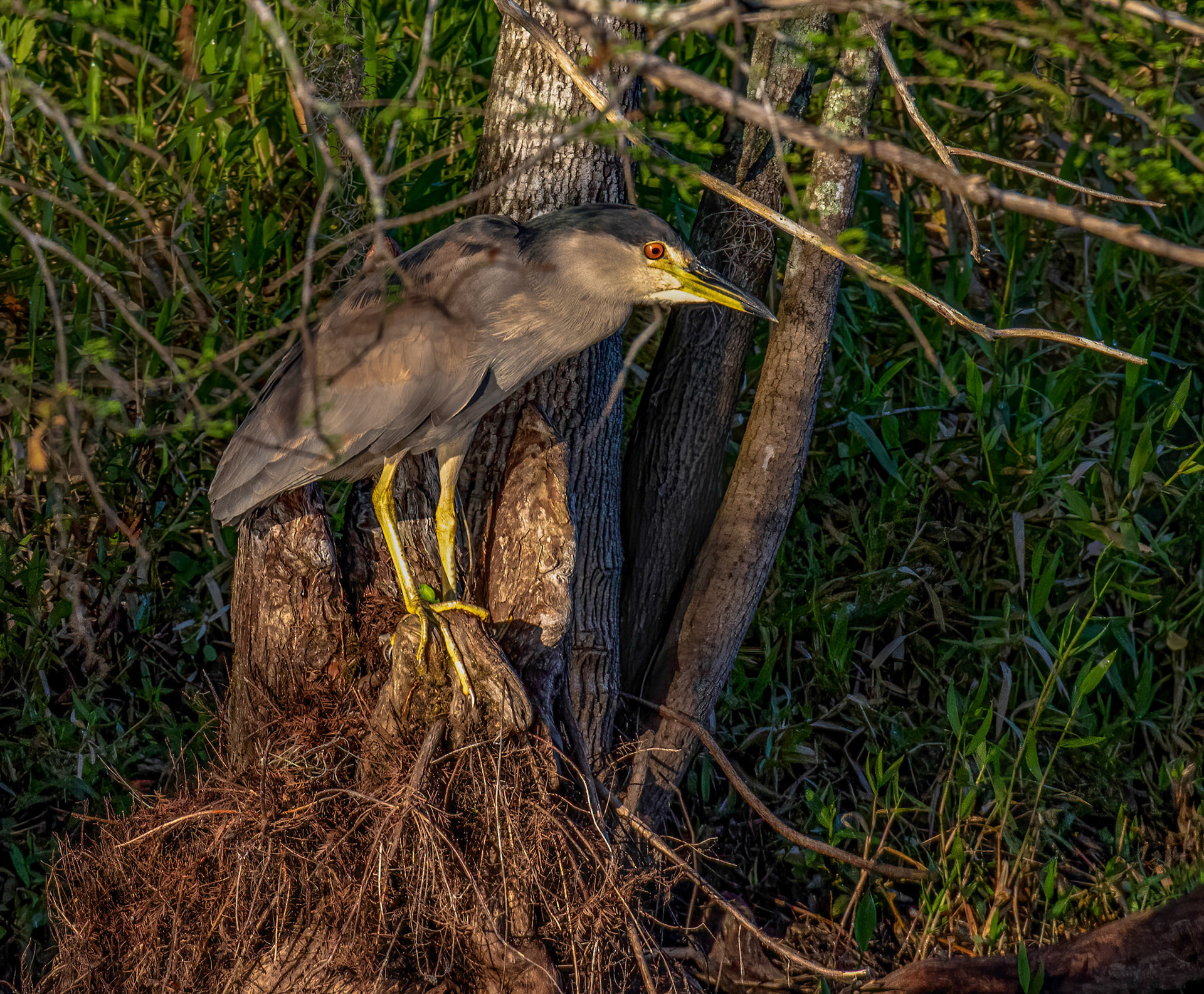Black-Crowned Night Heron