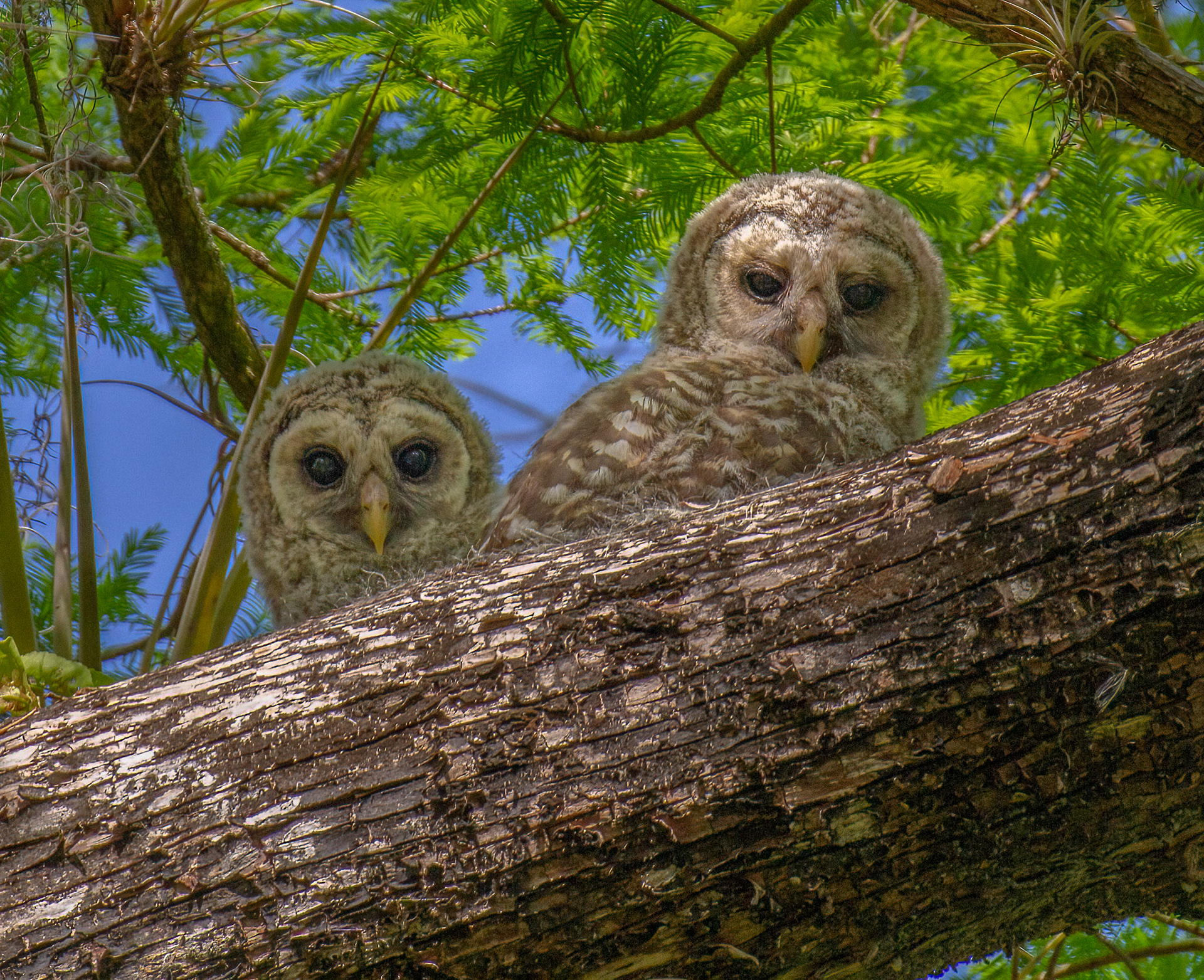 Barred Owlets