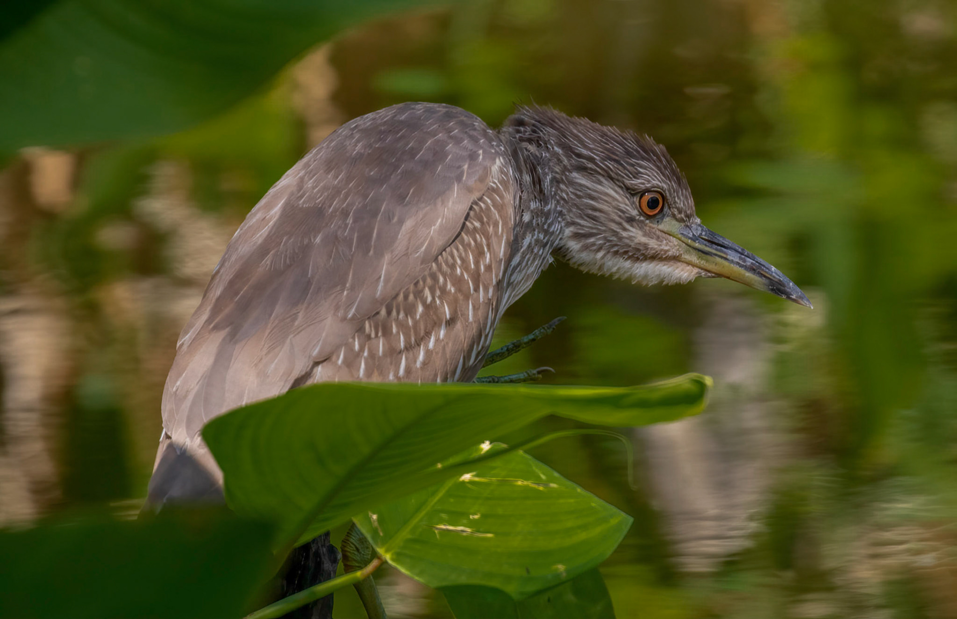Black-Crowned Night Heron - Immature