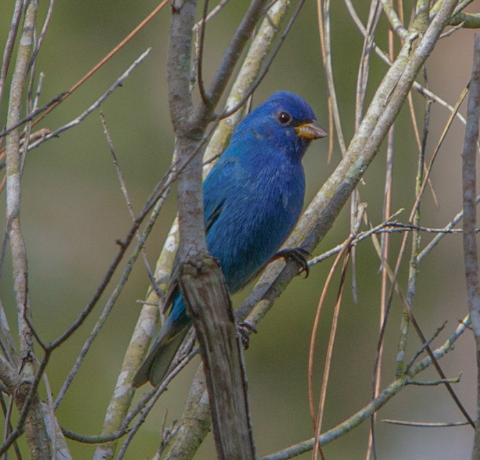 Indigo Bunting