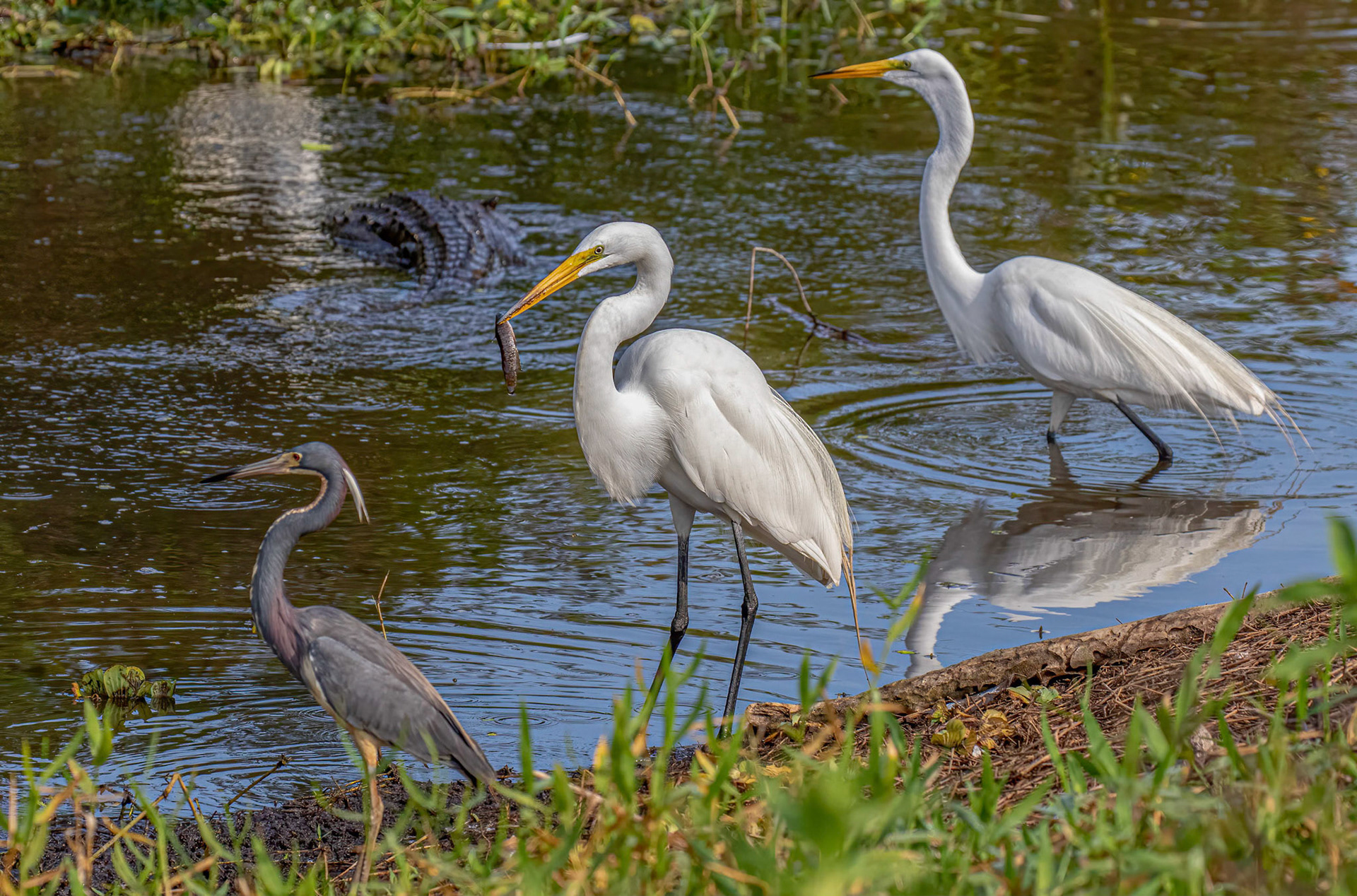 Great Egrets & Tri-colored Heron