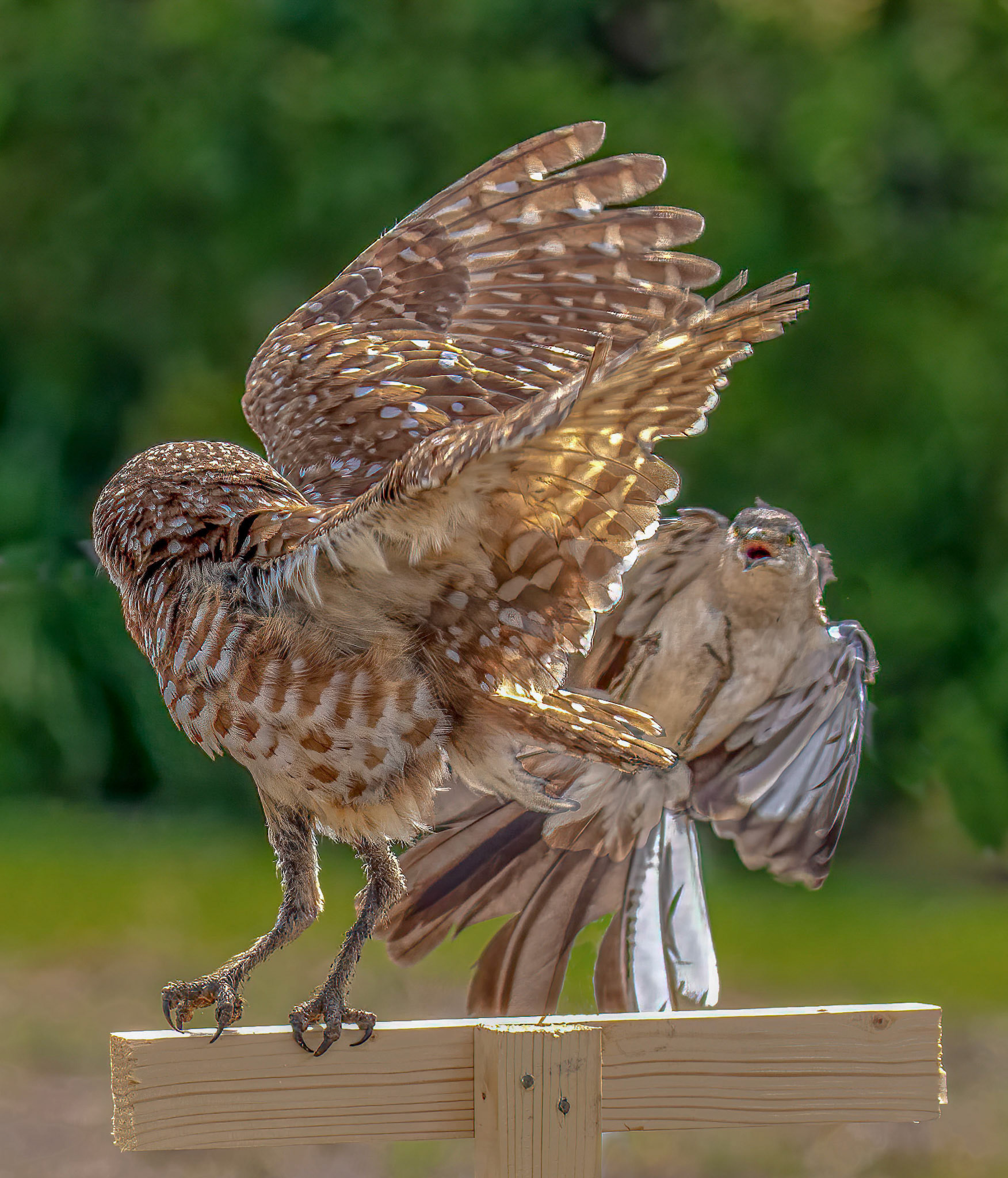 Harrasing Mockingbird defend its adjacent territory