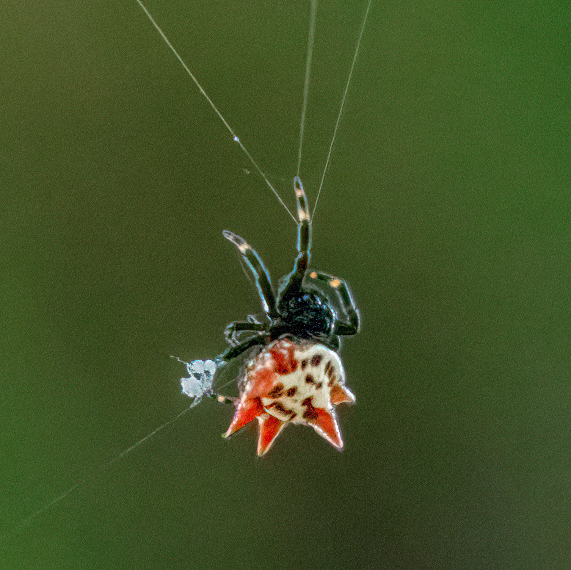 Spinybacked Orbweaver