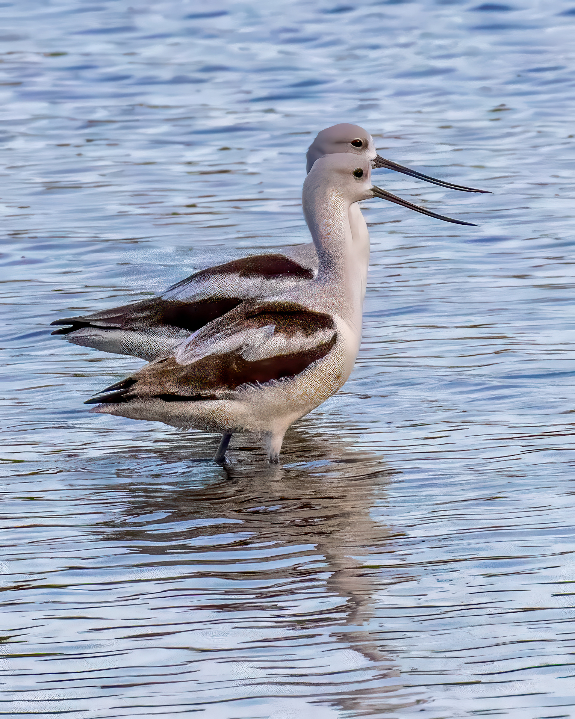 American Avocet