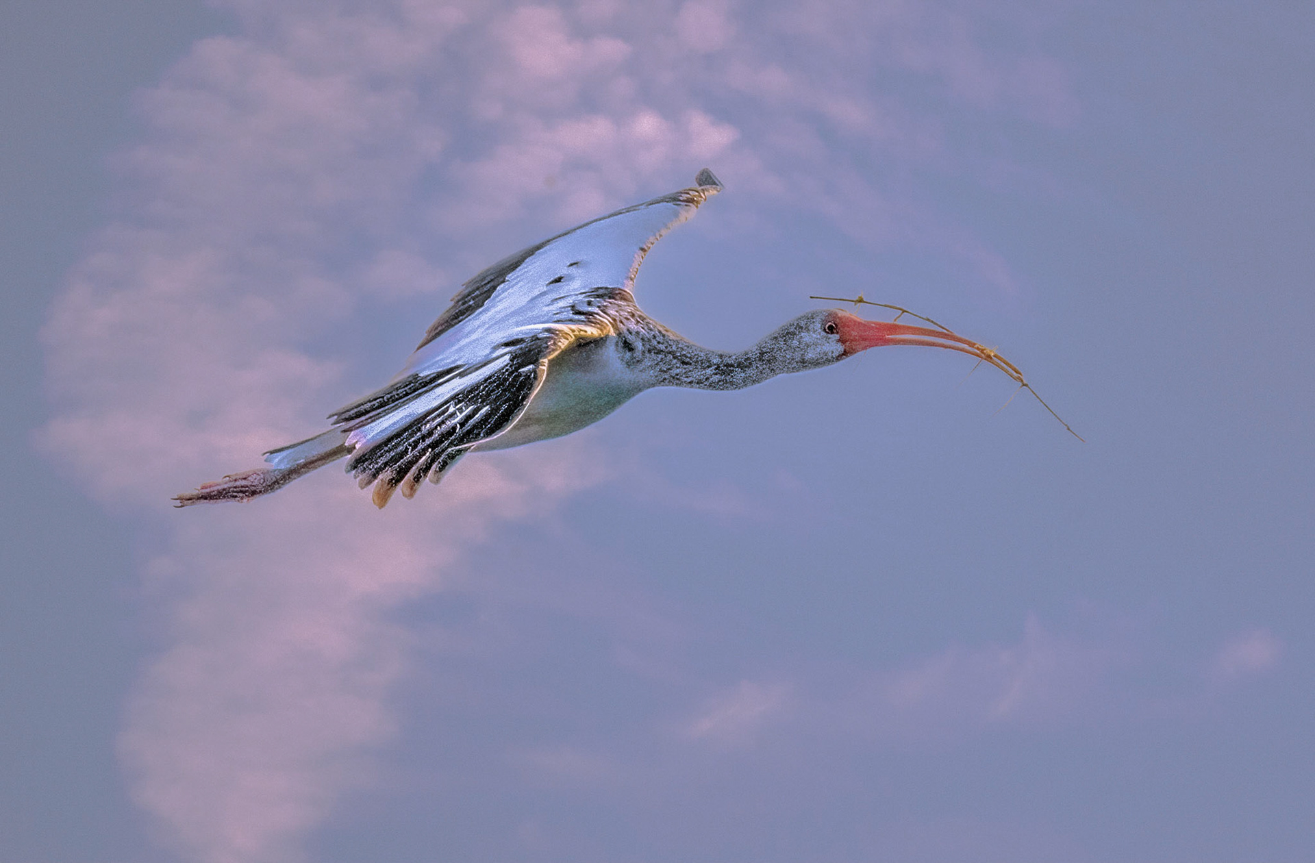 White Ibis continue their courtship bond by greeting each other with sticks
