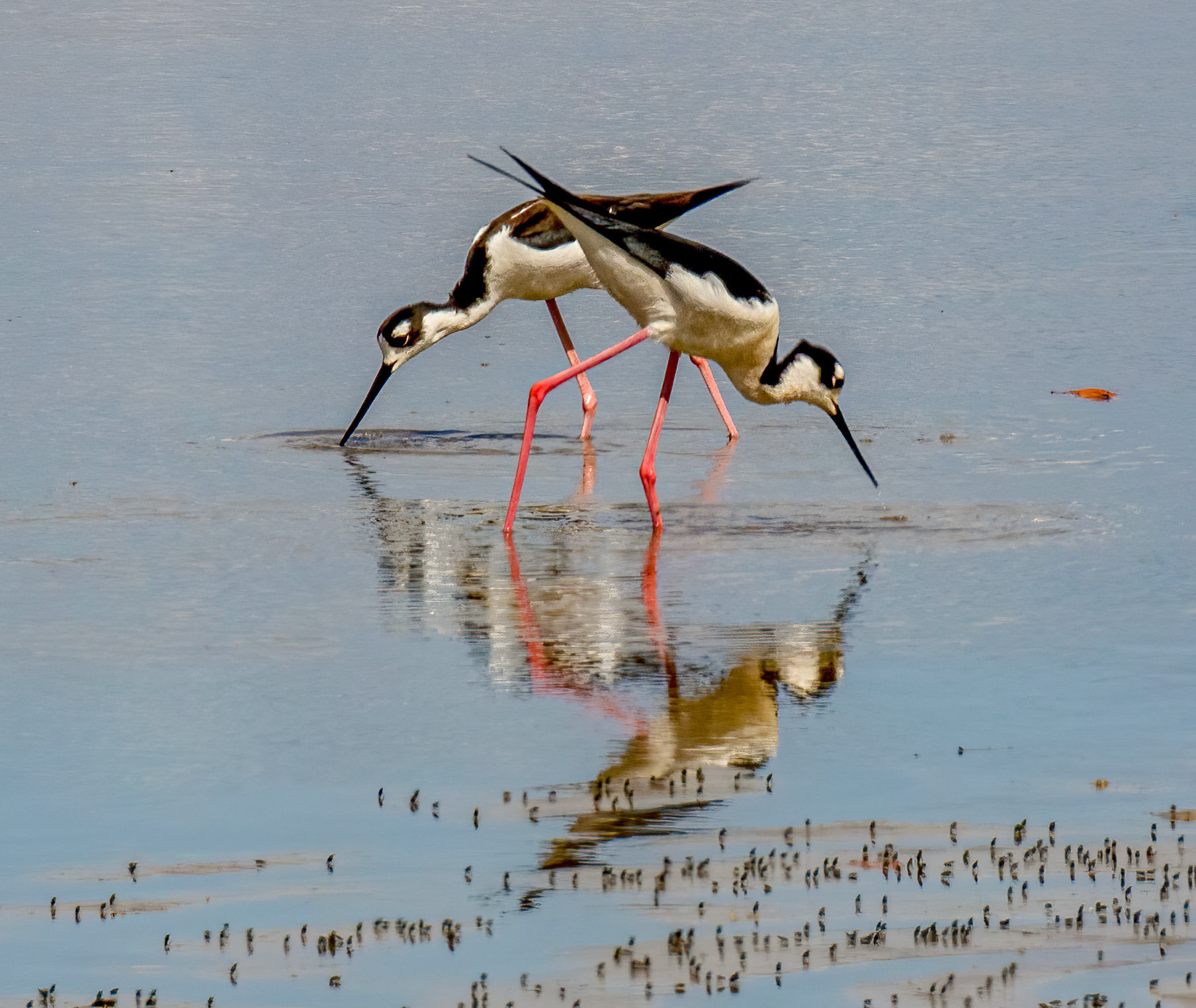 Black-necked Stilts