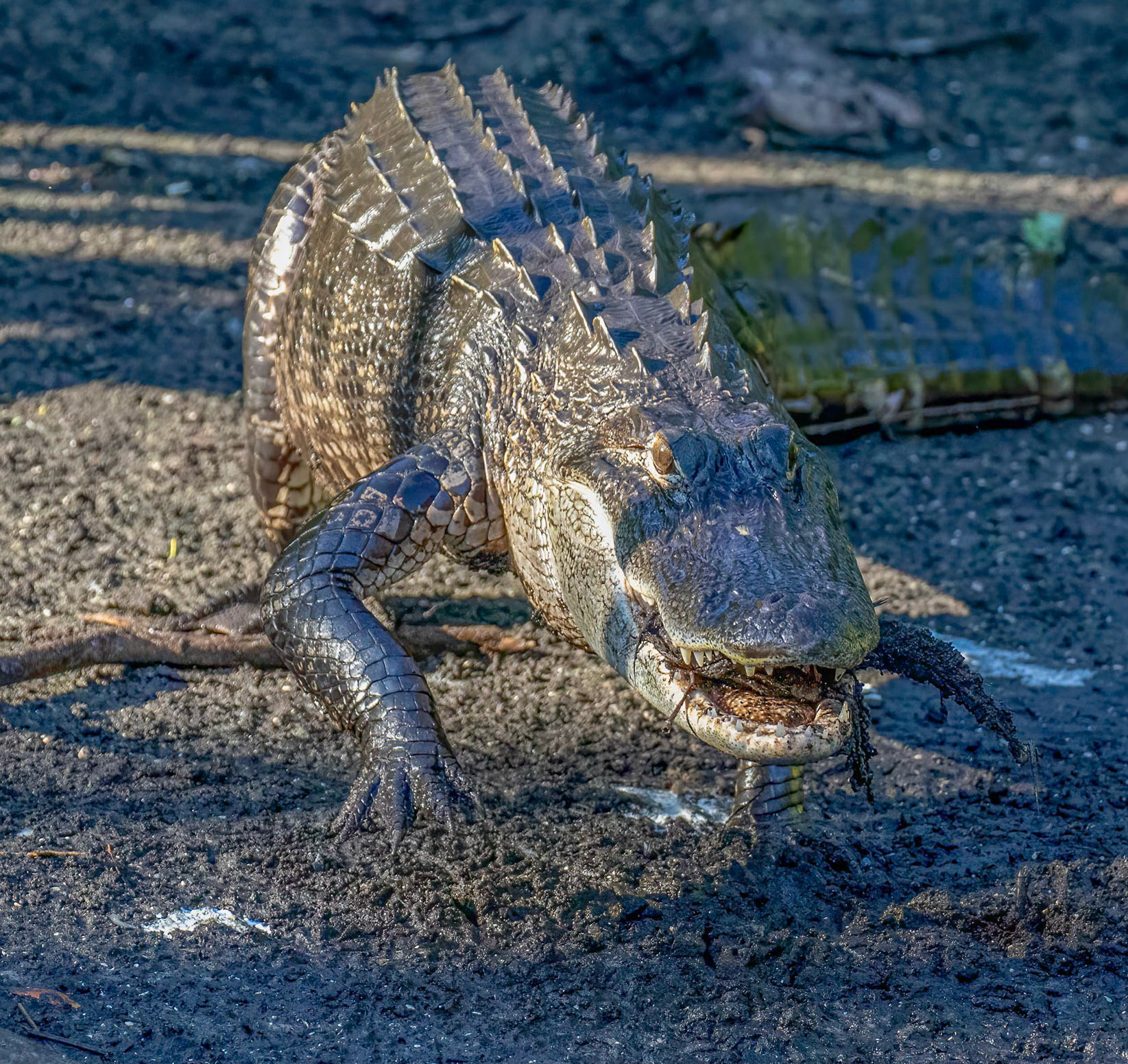 Seeking out shrinking pools of fish
